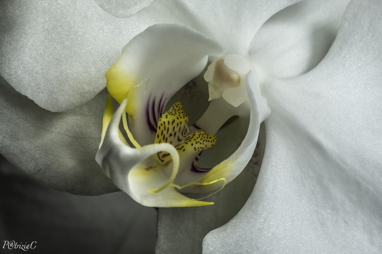 __orchid ___