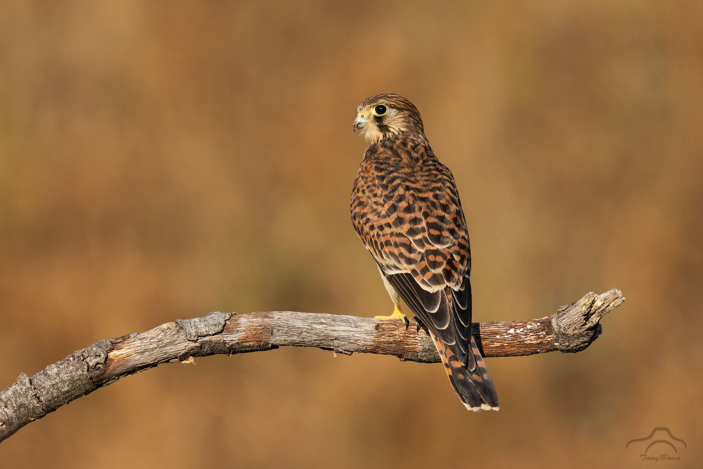 Kestrel... F