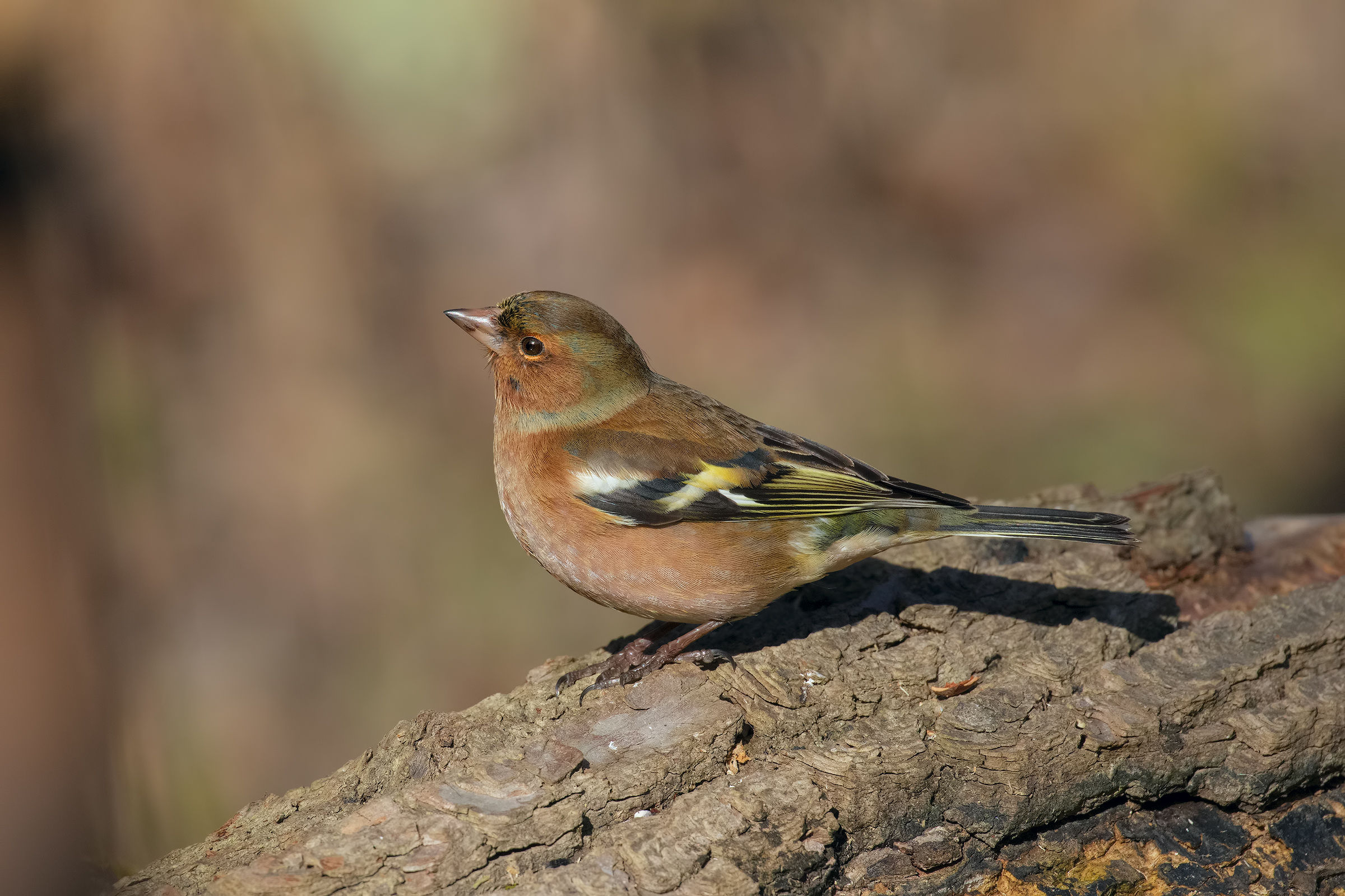 Chaffinch