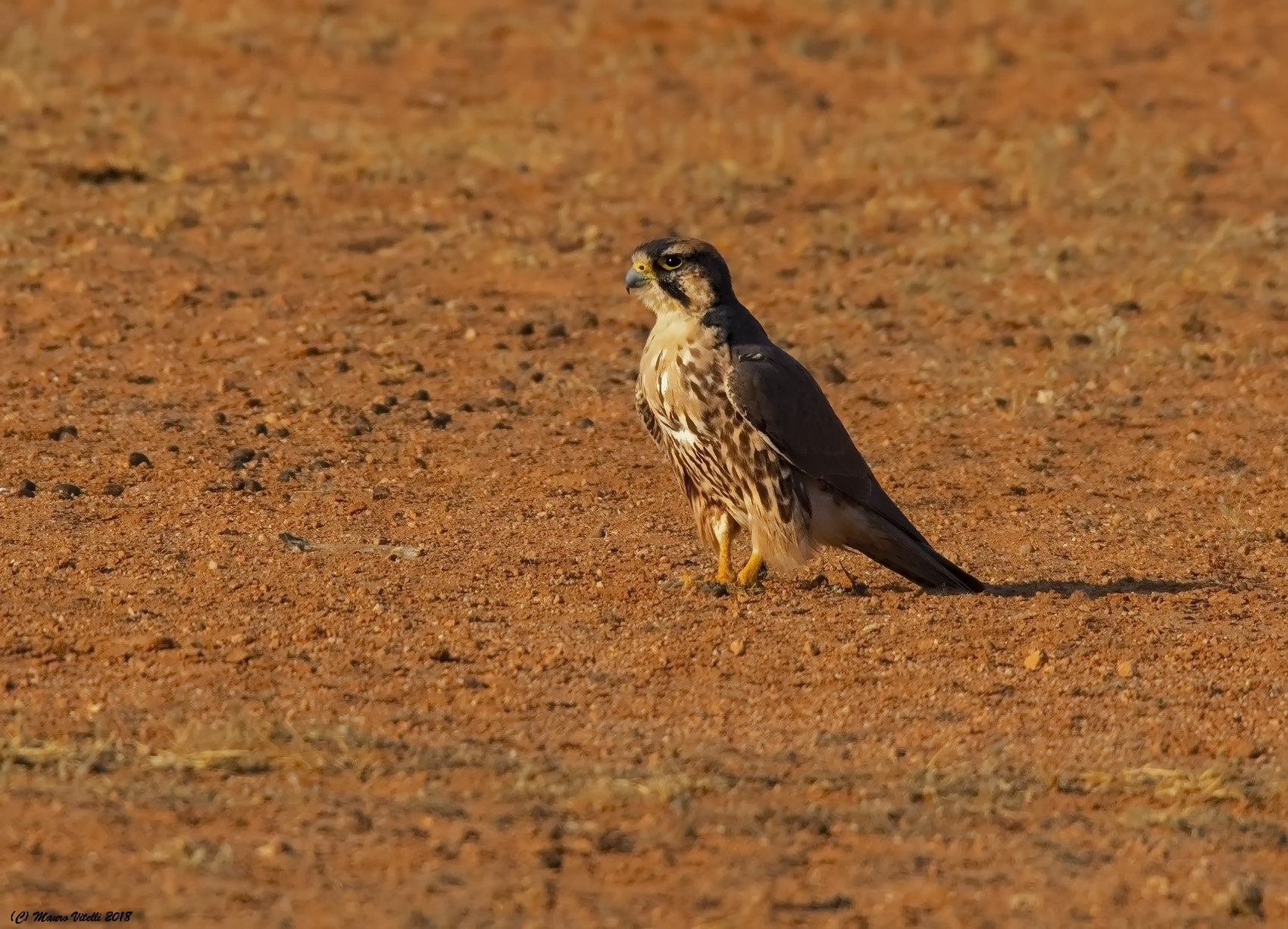 Lanner Falcon (Falcon biarmicus) Kalahari