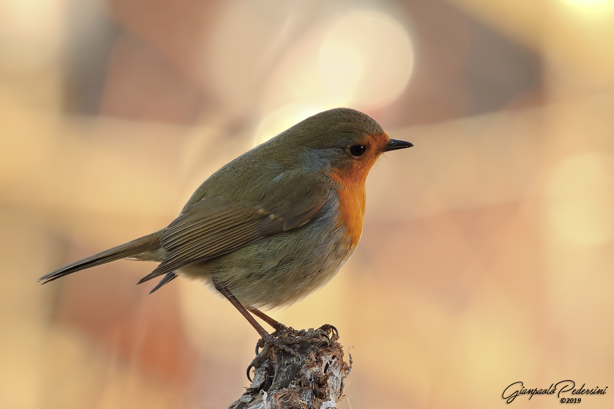 Pettirosso...pensieroso