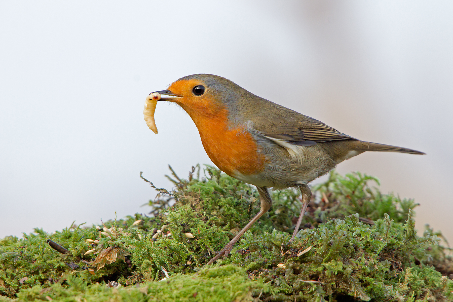 Robin (Erithacus rubecula)