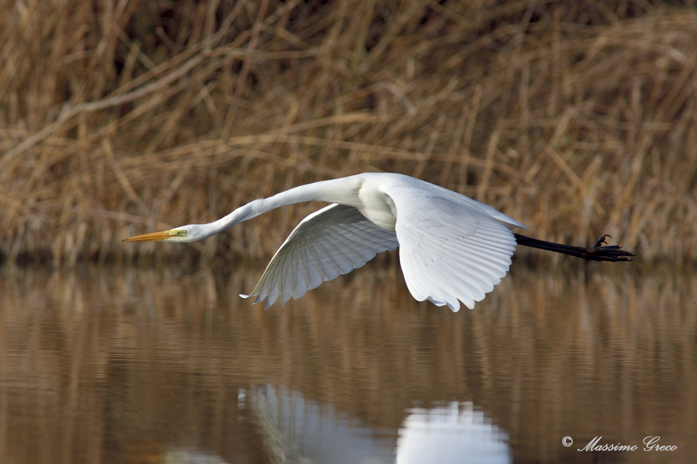 Greater White Heron