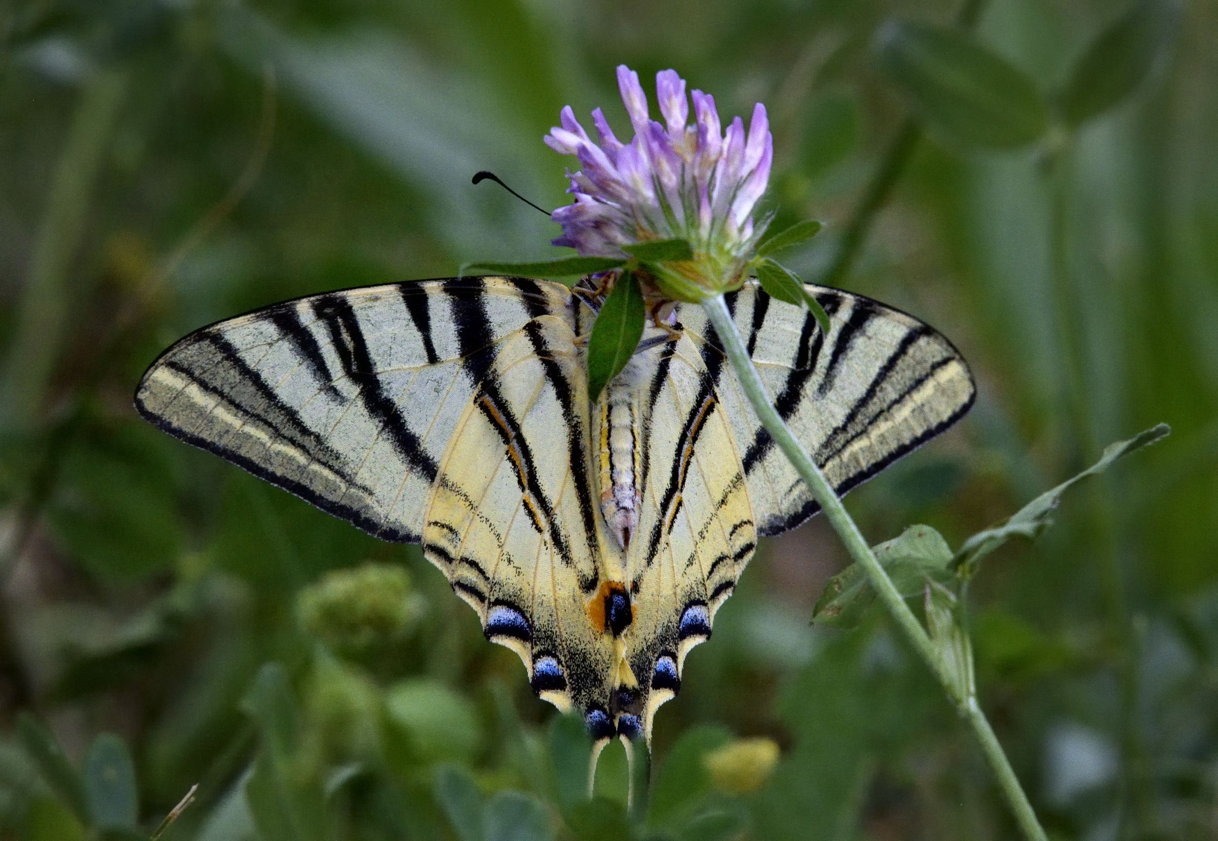 lato B della regina....