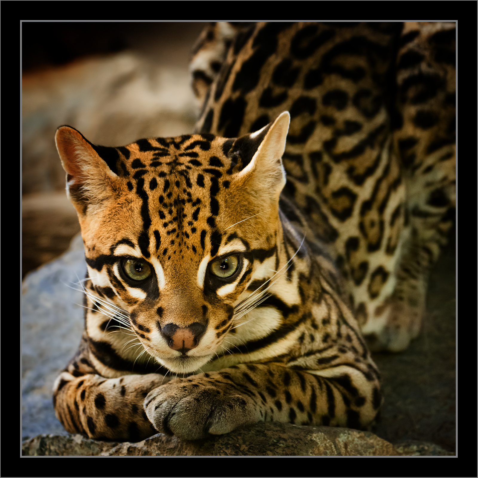 Ocelot