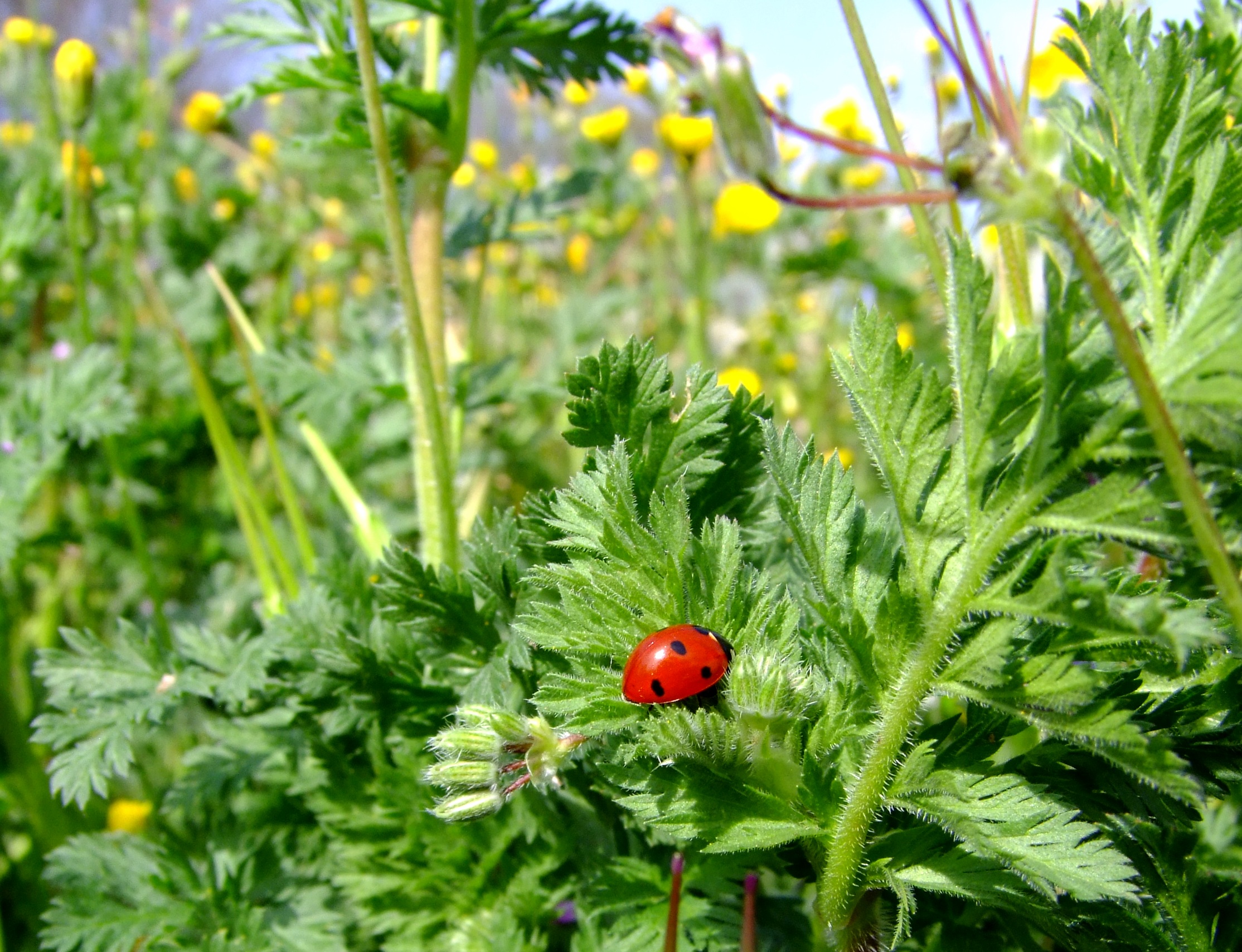 Coccinella tra i fiori