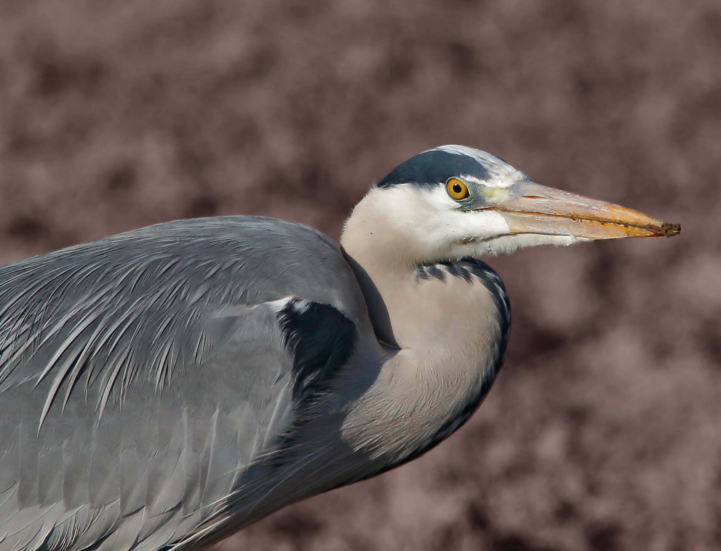 Grey Heron