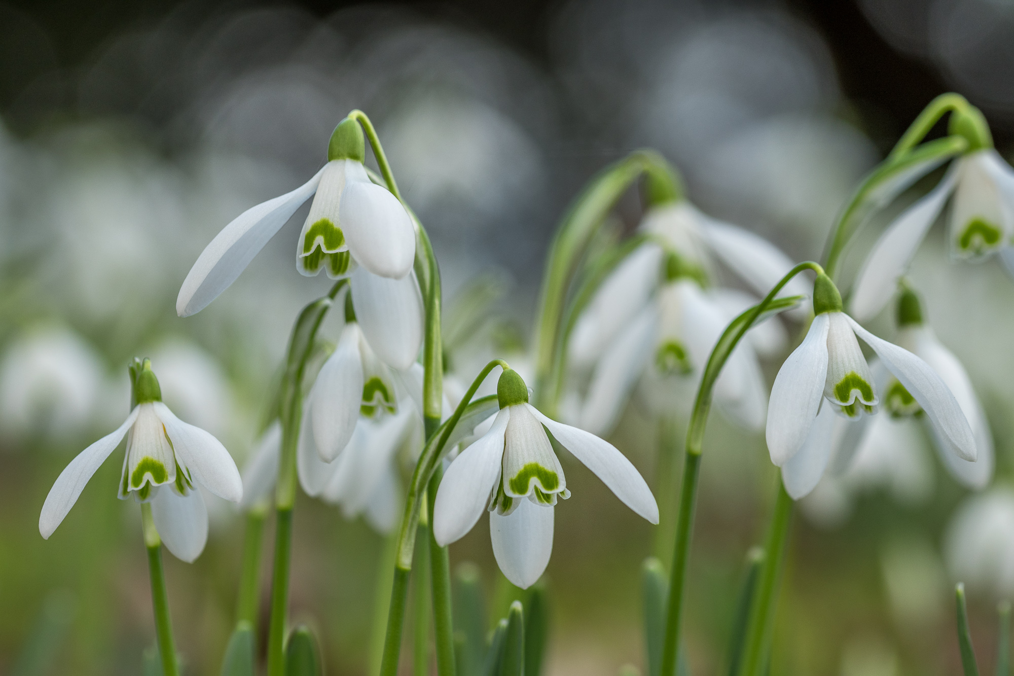 Harbingers of Spring
