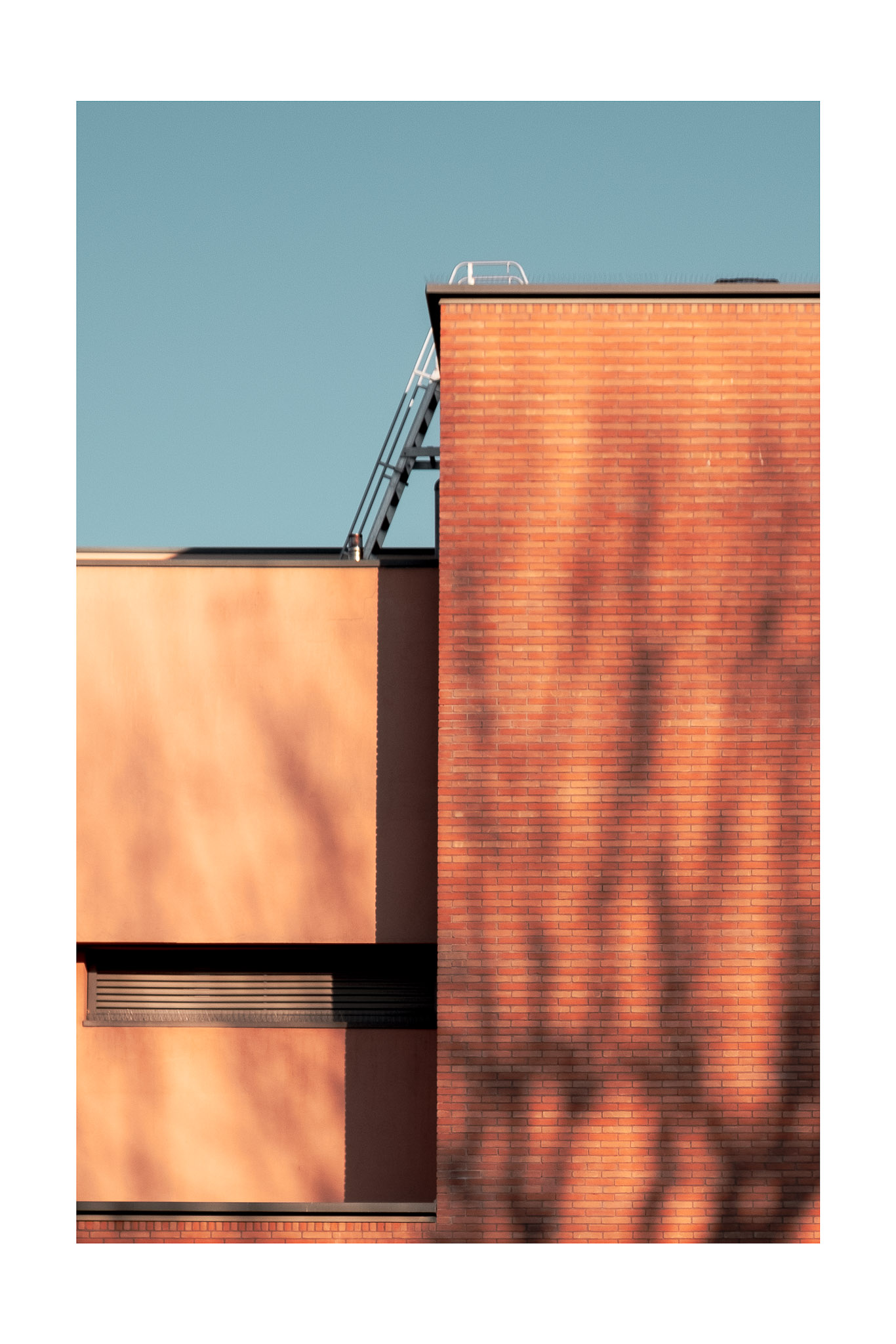 Radici impresse nel cemento