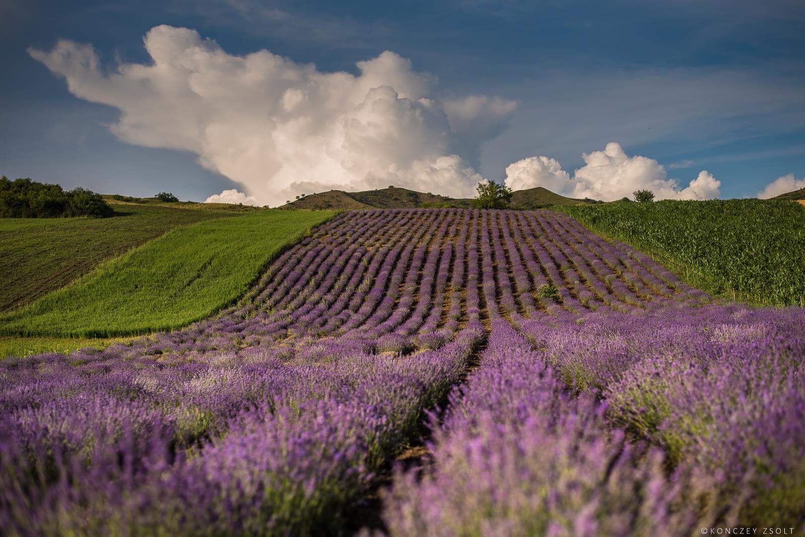 Campo lavanda
