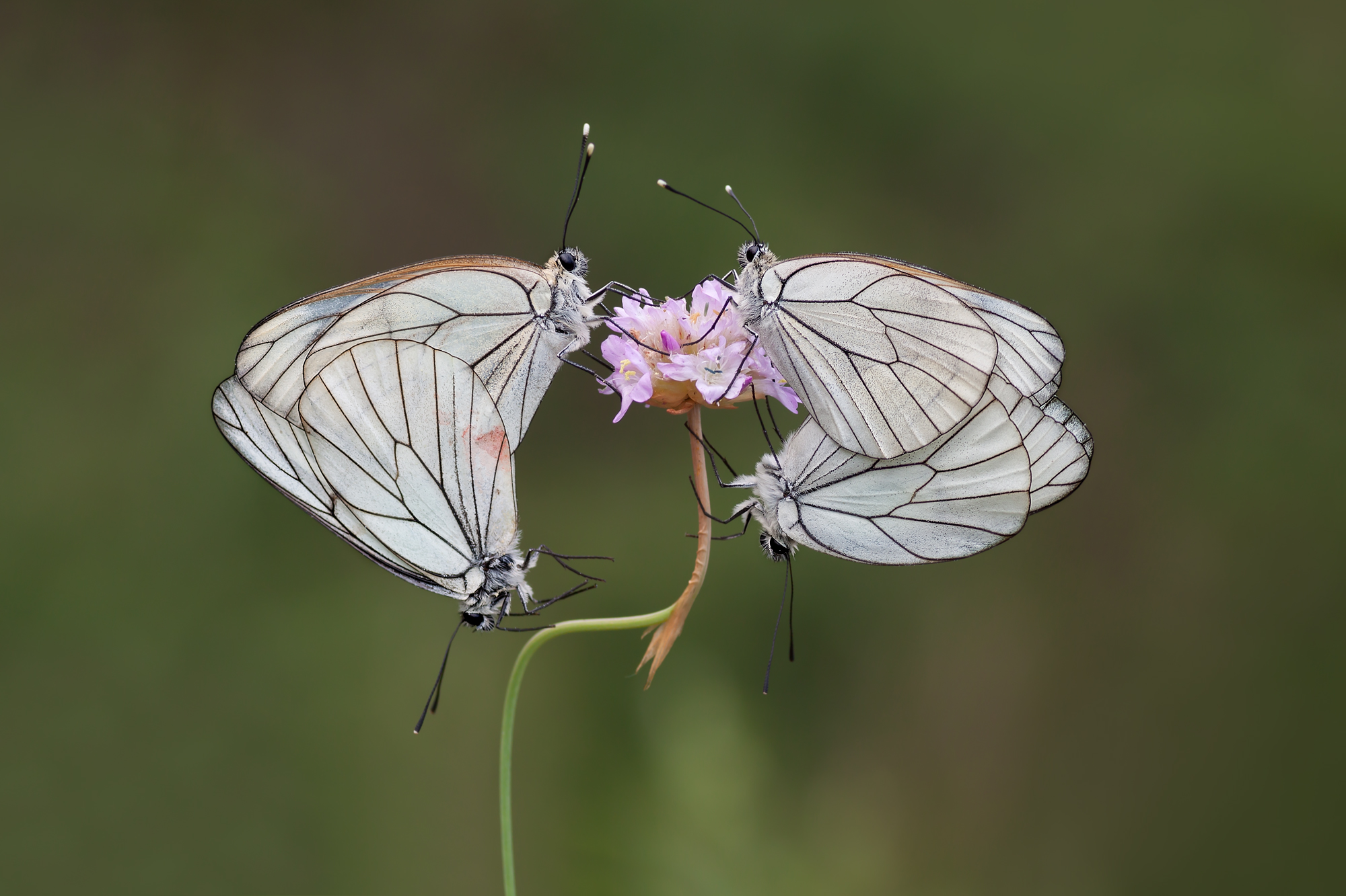 La grande ammucchiata!