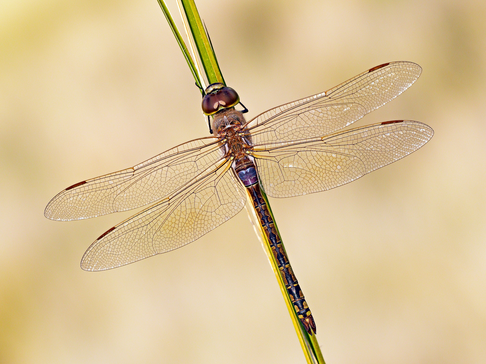 Anax ephippiger