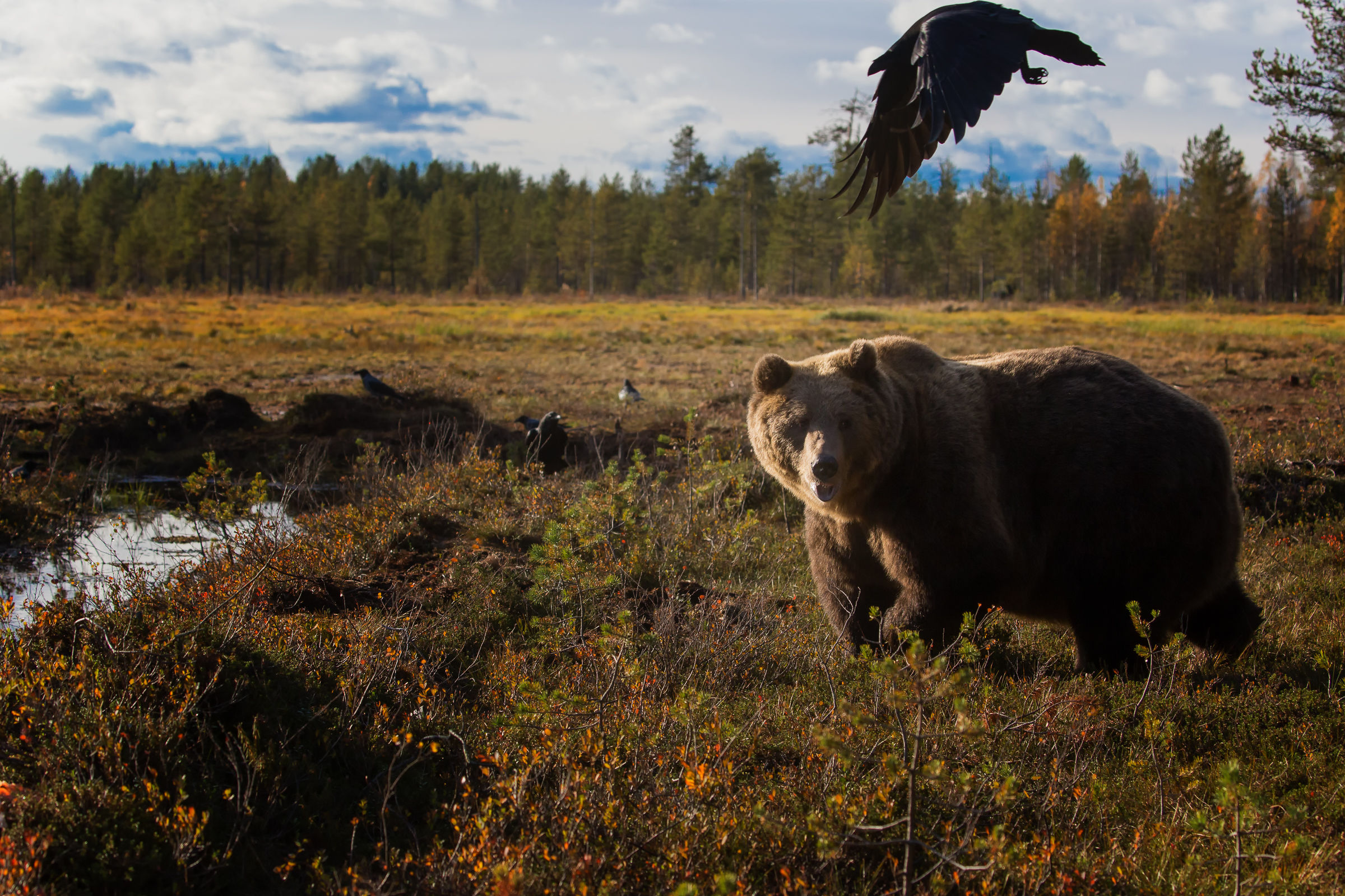 In the Shadow of the Raven