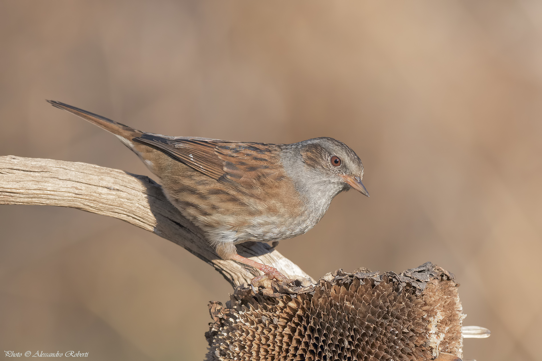 Passera Dunnock