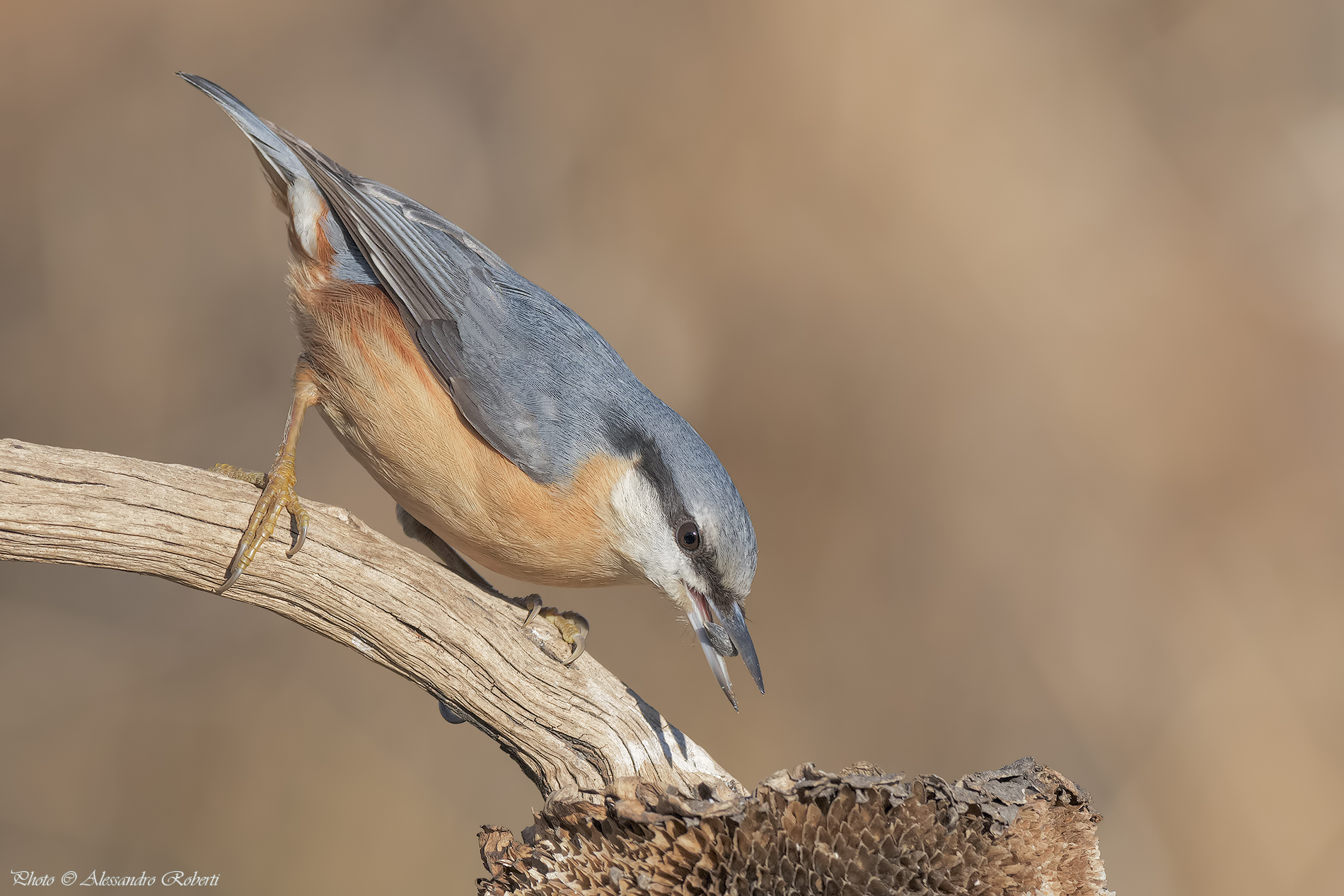 Nuthatch