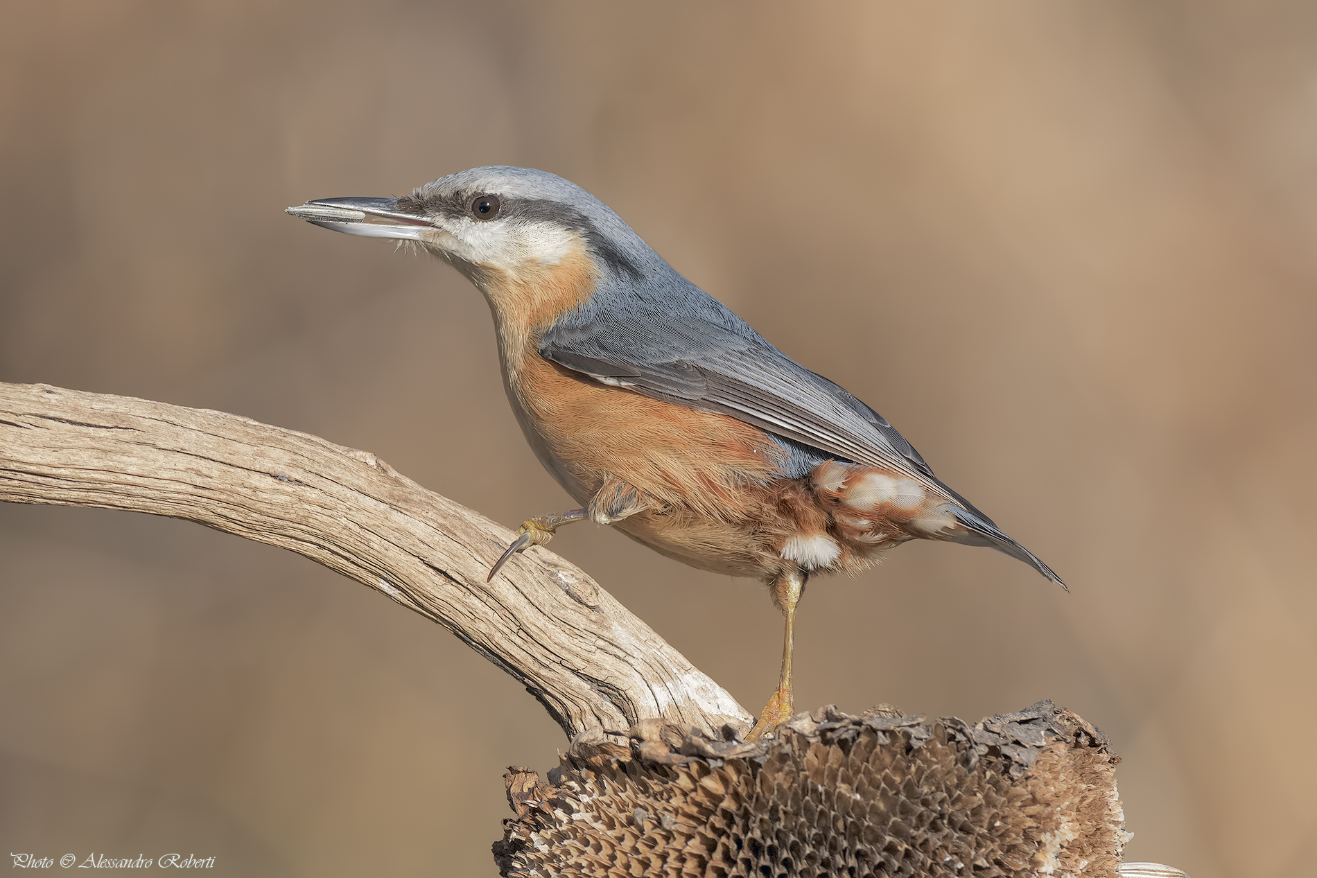 Nuthatch
