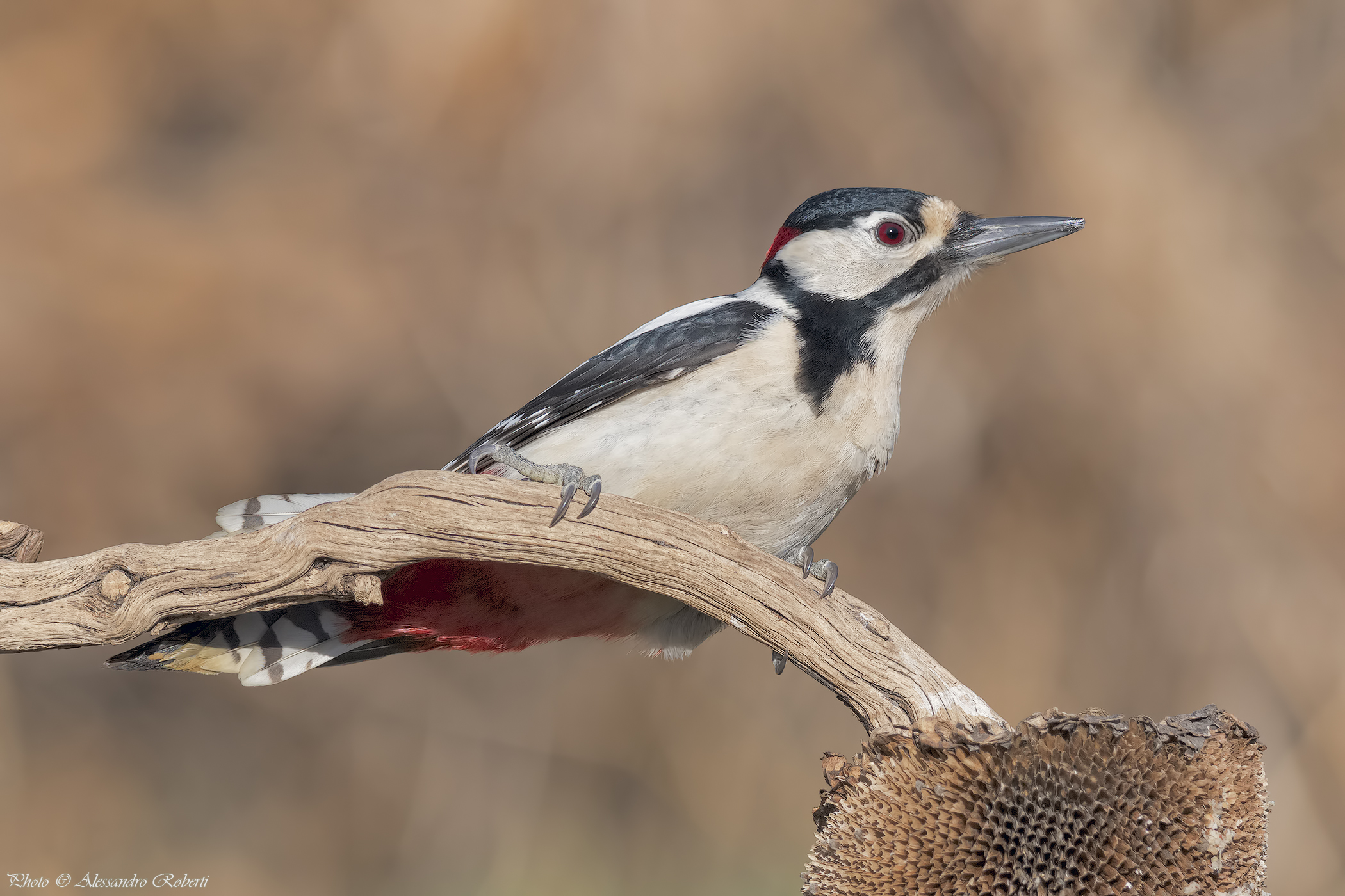Red Woodpeckers