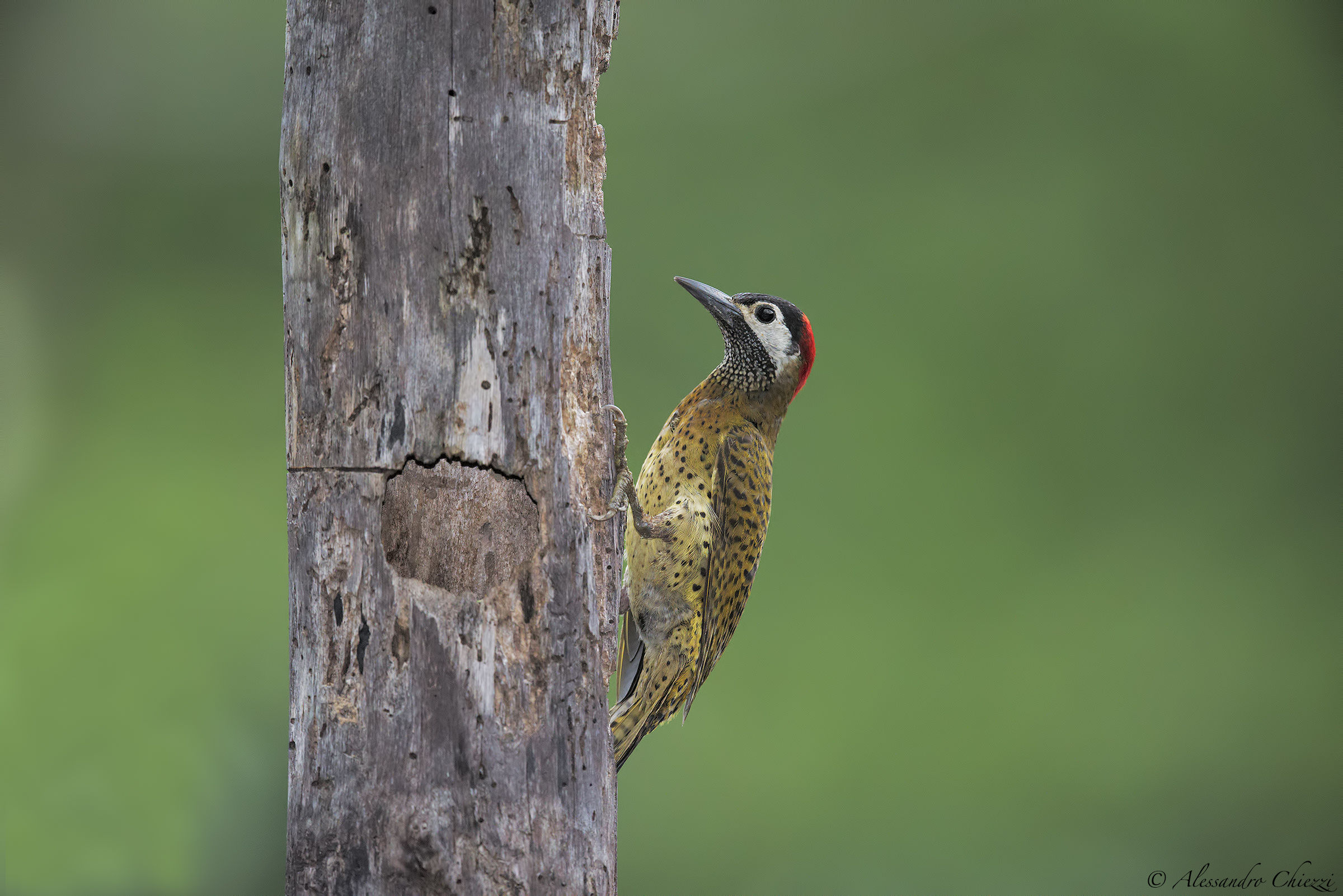 Picchio pettomacchiato