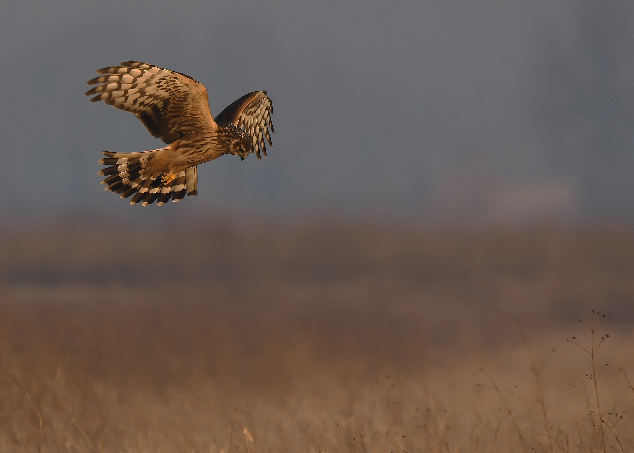 Albanella Royal Female