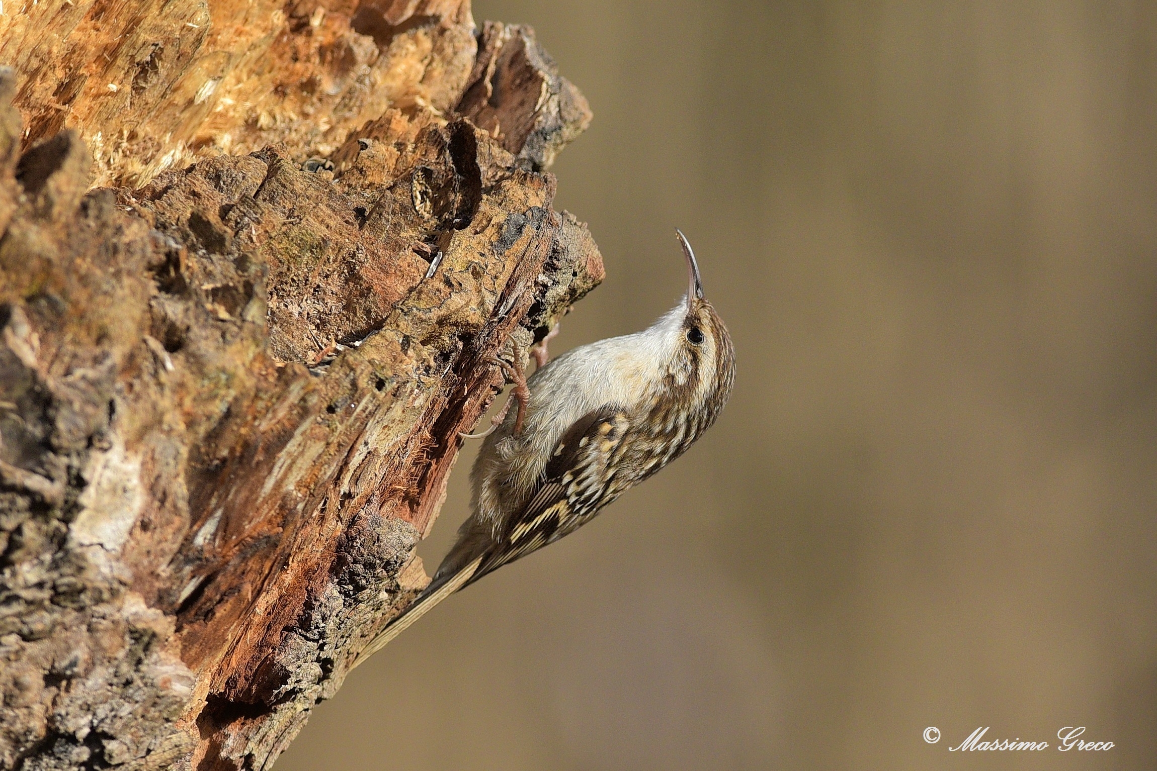 Rampichino (Certhia brachydactyla)