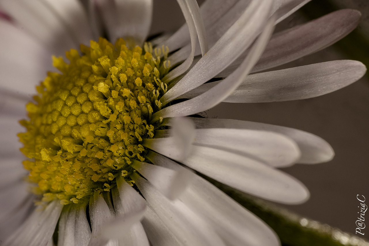 __m'amanonm ' Love ___