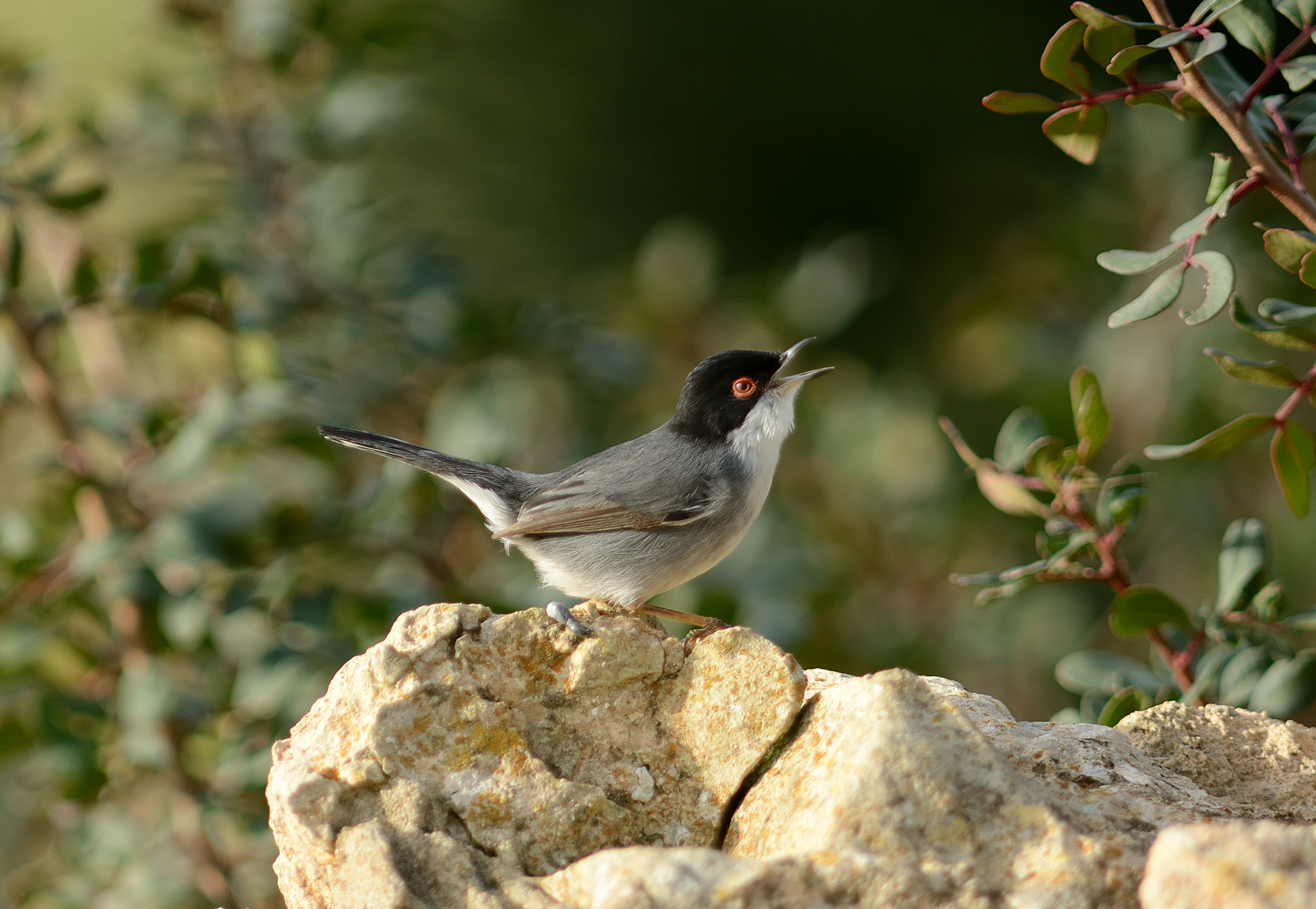 Occhiocotto  in canto..