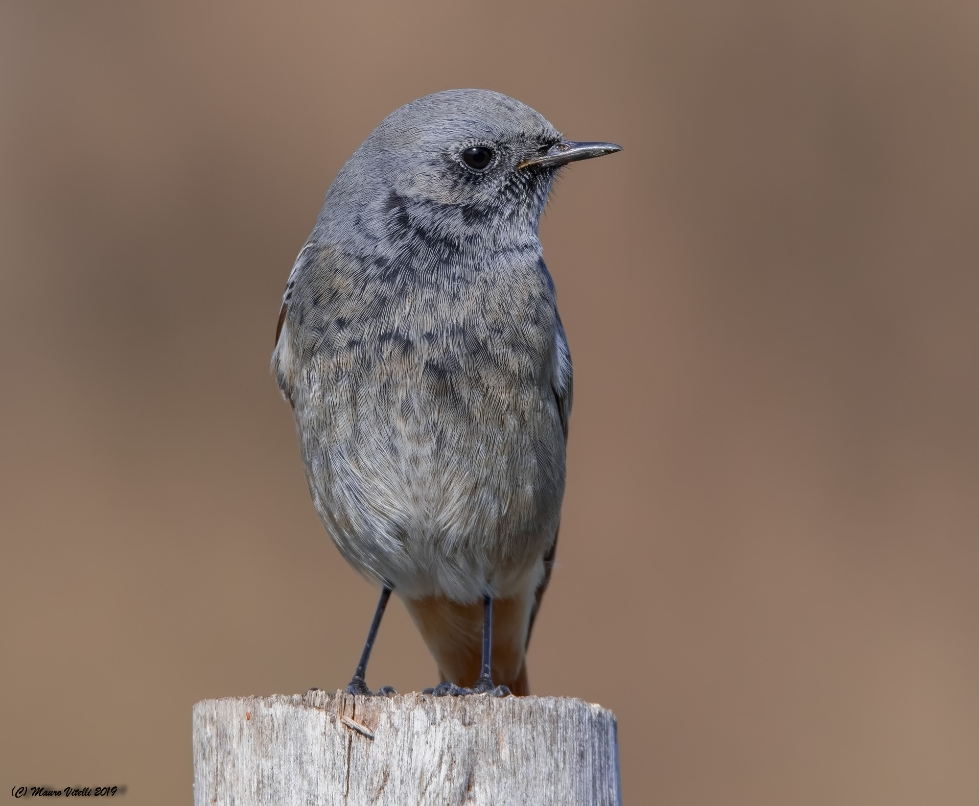 Red-washed Redtail (Phoenicurus ochruros)