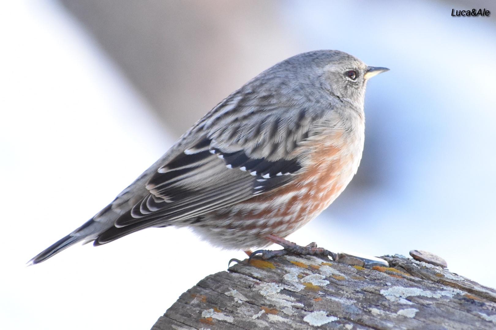 Alpine Accentor