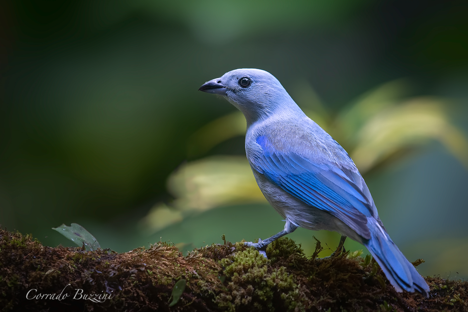 Blue Gray Tanager