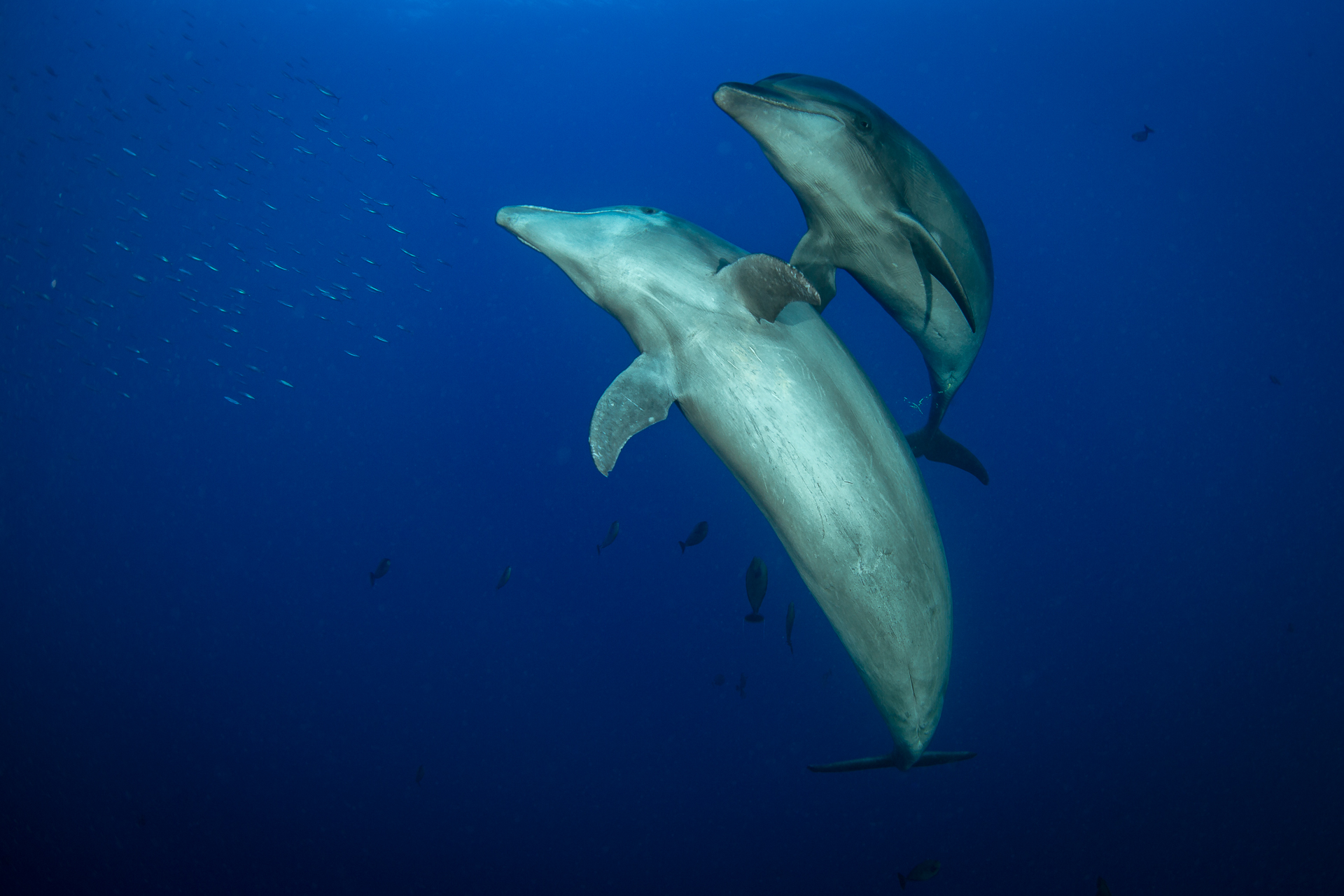 Dolphins (Bottlenose Dolphin)