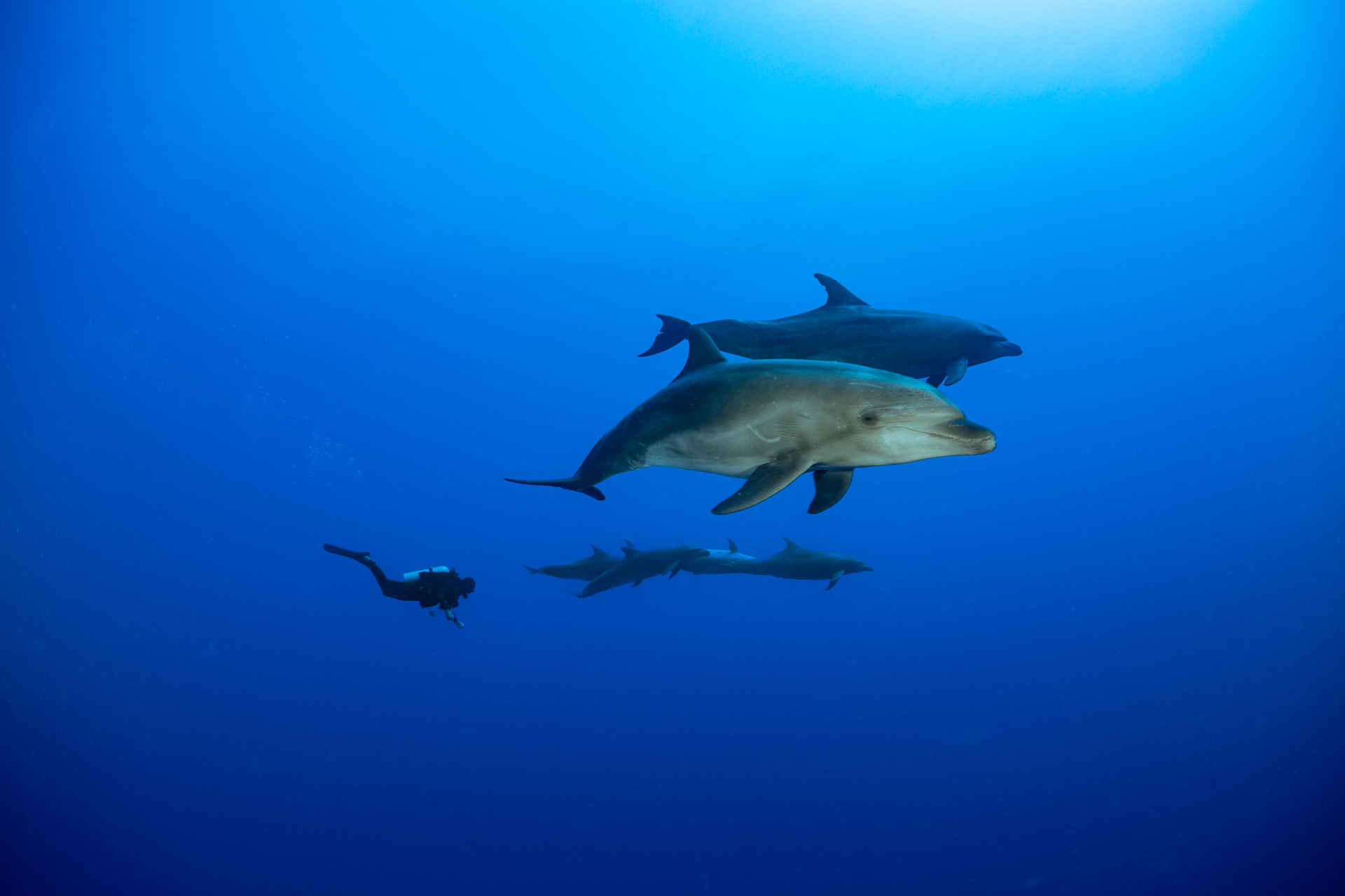 Competizione Uomo Cetaceo
