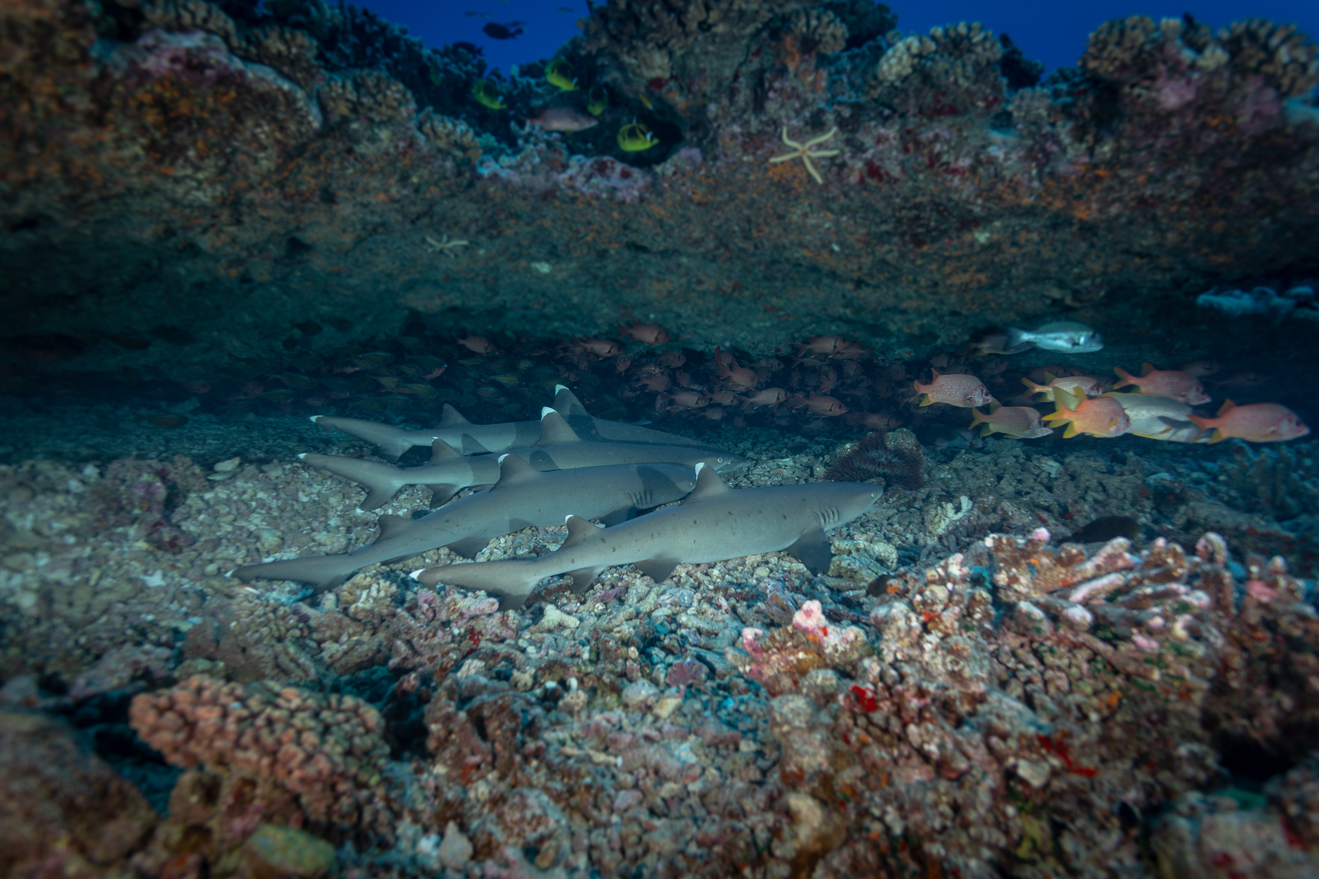 Reef White fin Sharks