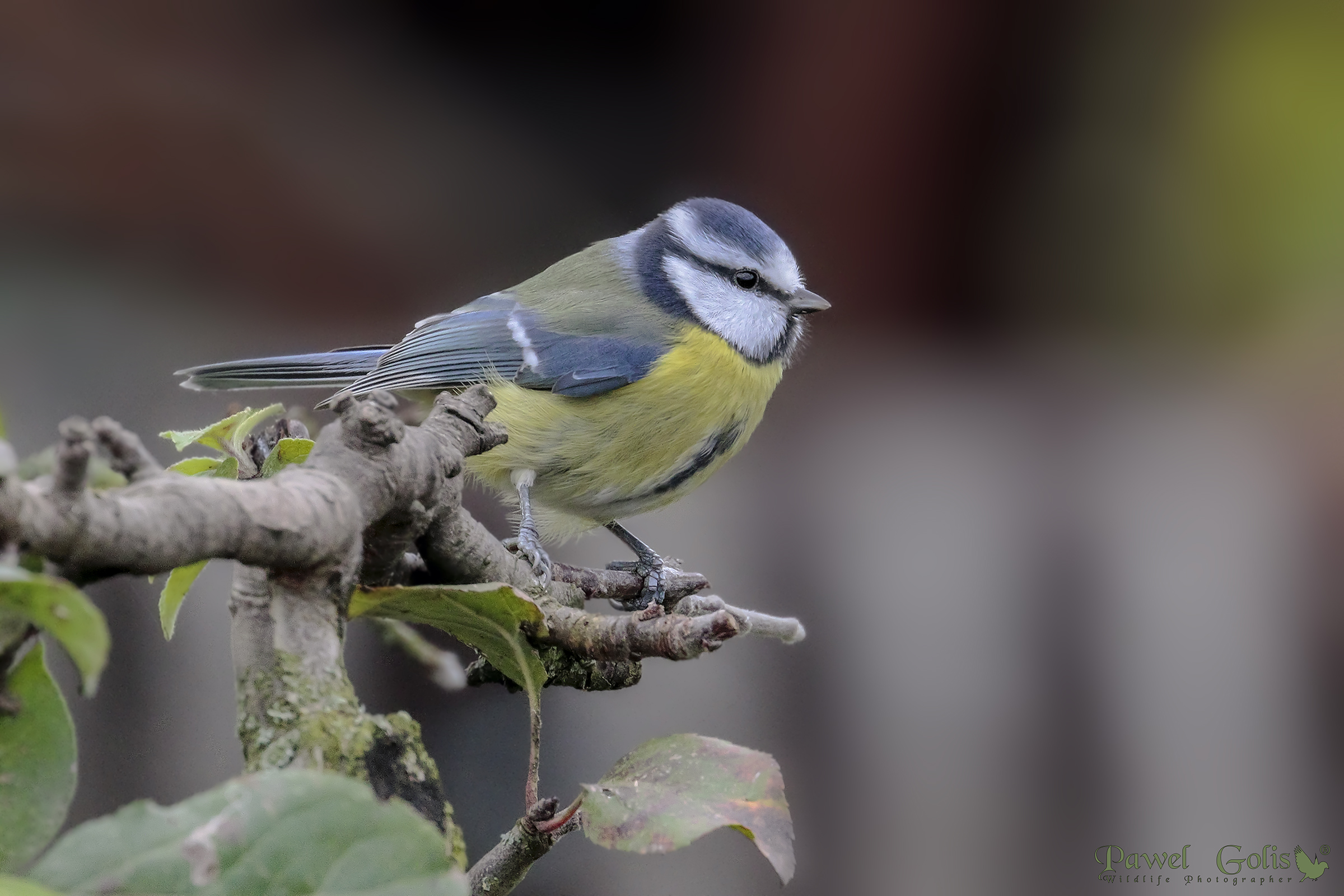 Tit blu eurasiatico (Cyanistes caeruleus)