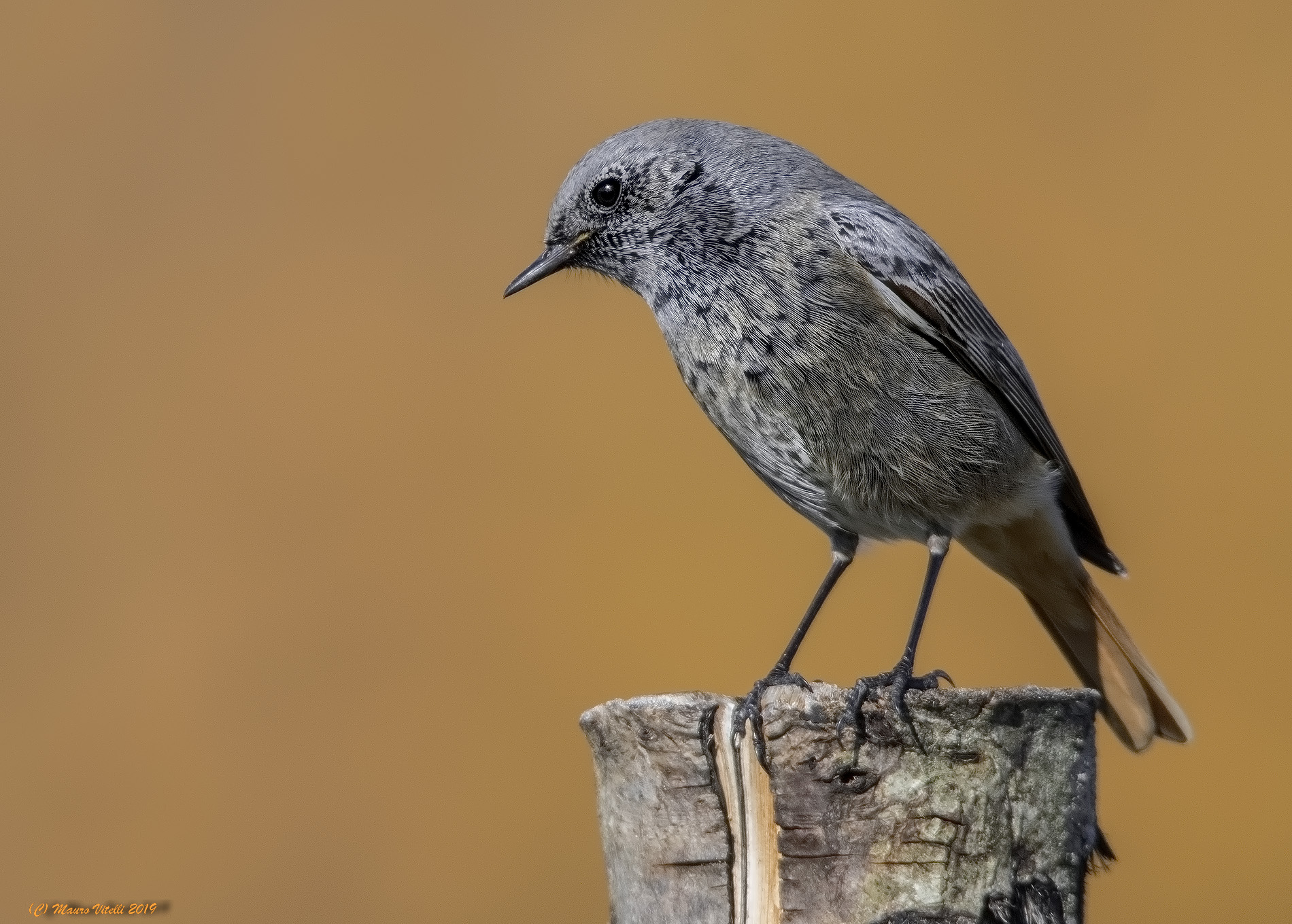 Red-washed Redtail (Phoenicurus ochruros)