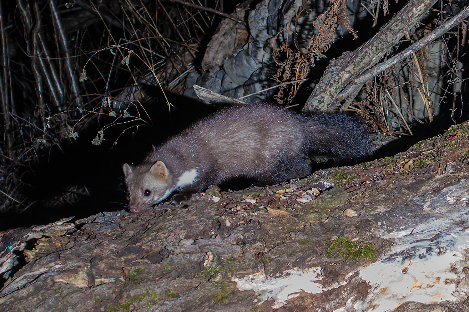 Faina Triboluminescent