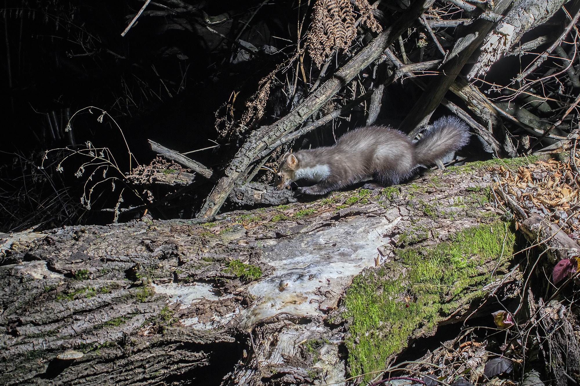 Faina 2 triboluminescent