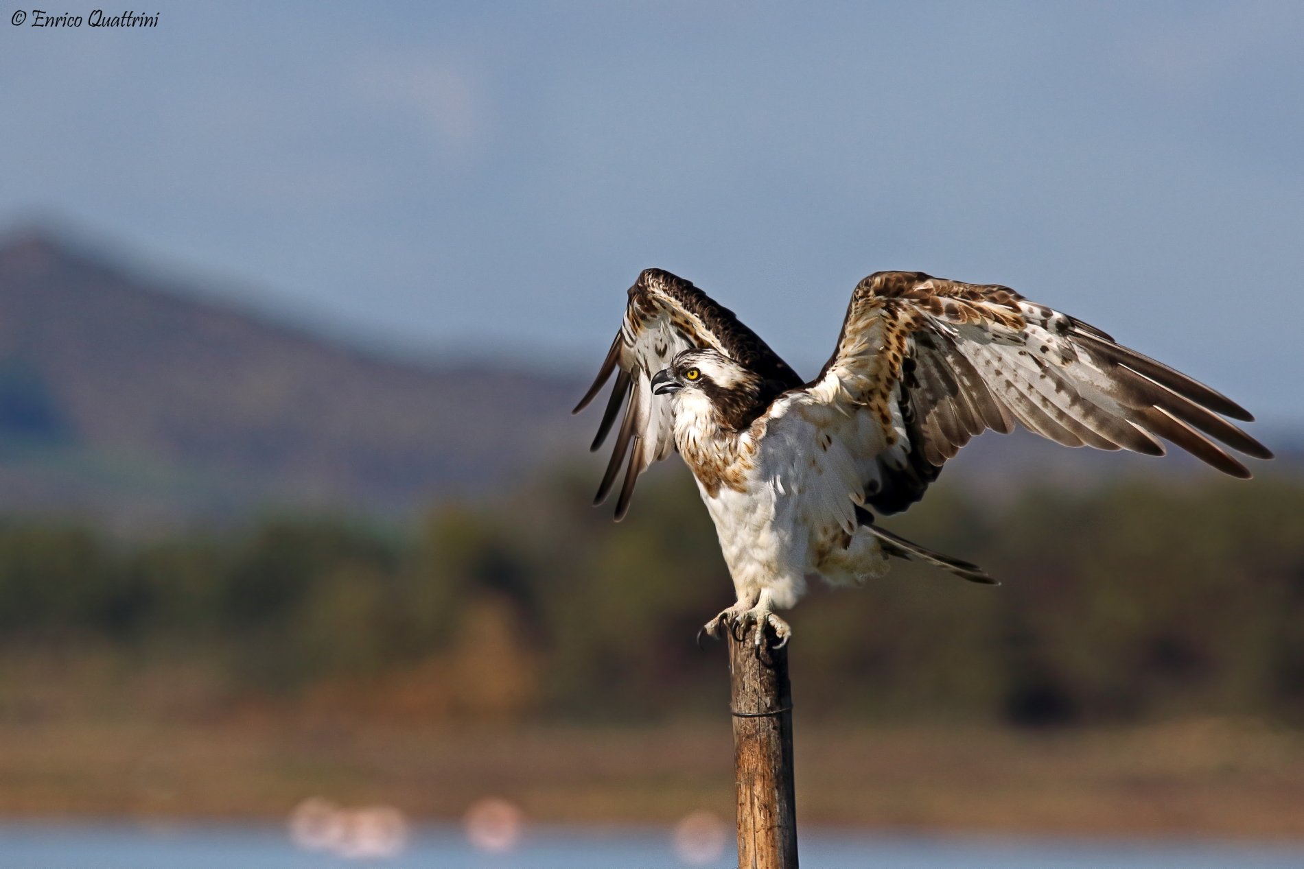 Osprey