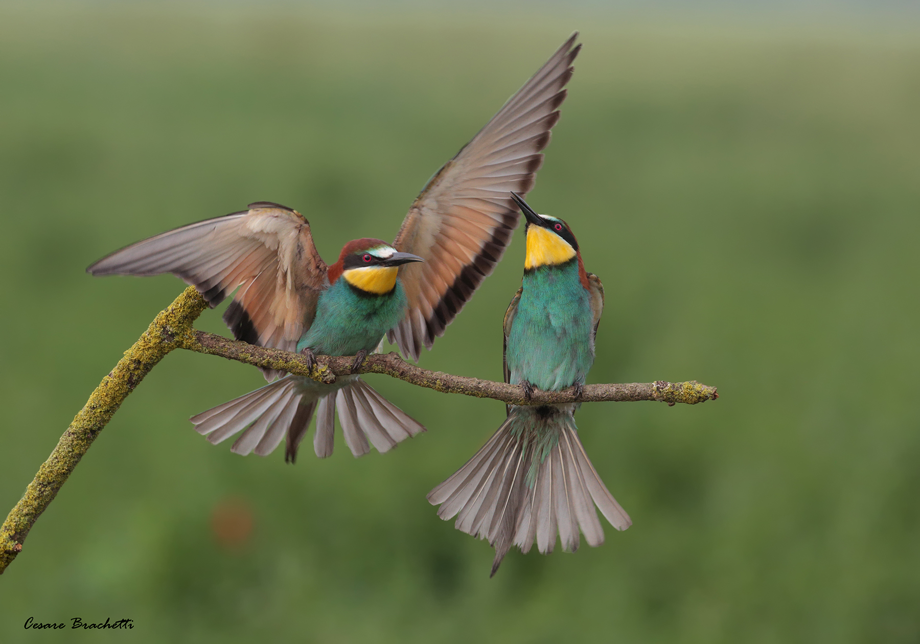 scatto fatto ai gruccioni nel 2018.
