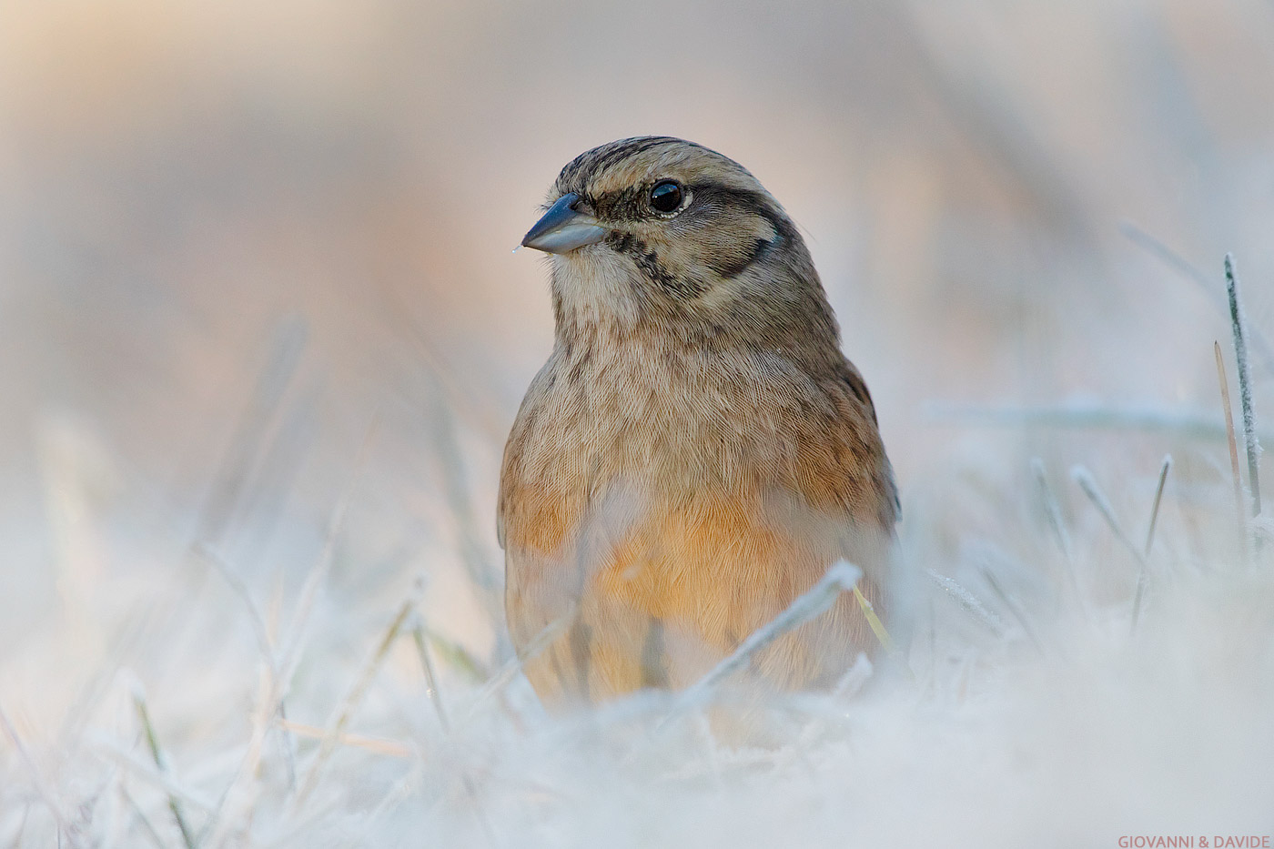 The dawn and the female muntings bunting