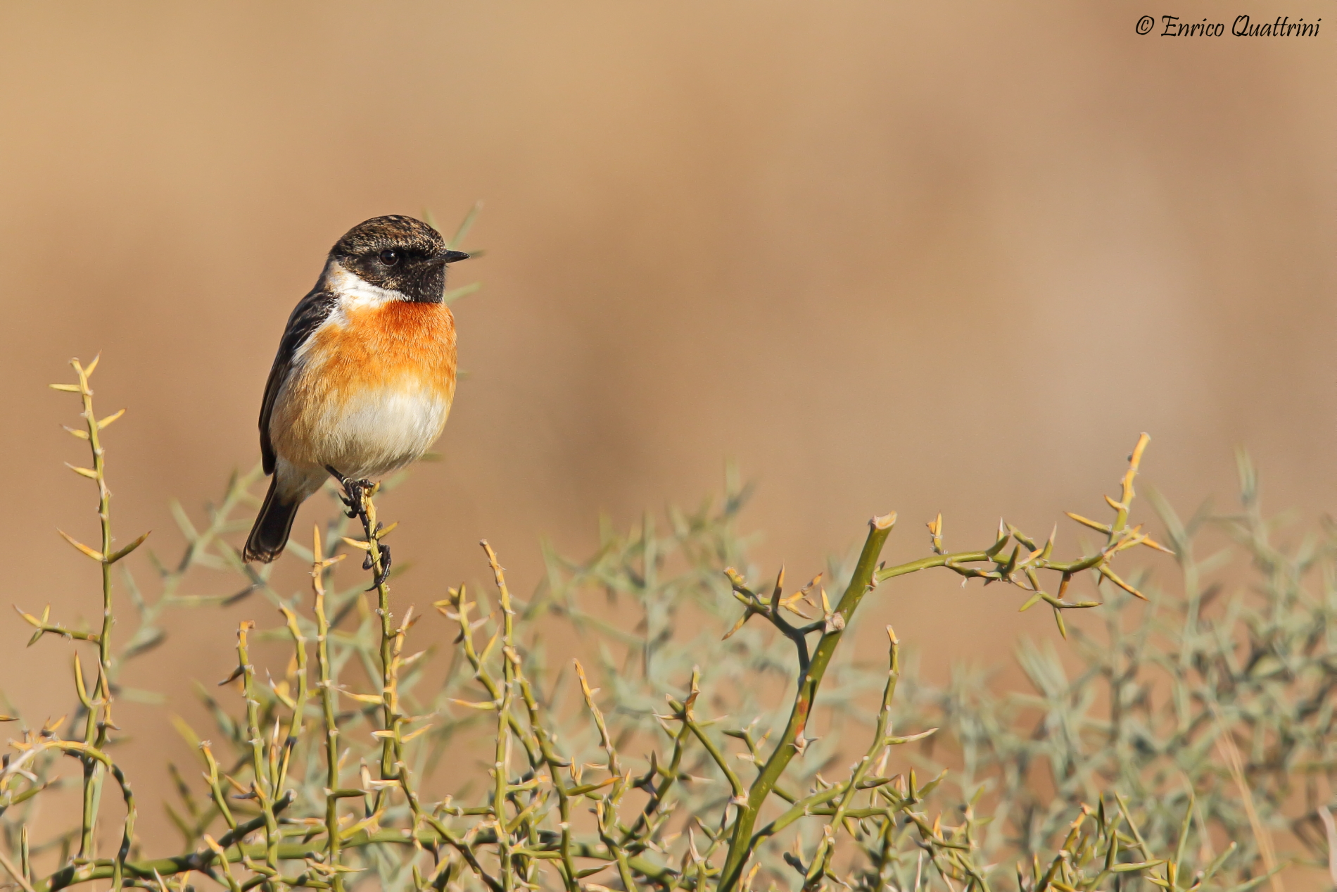 Stonechat