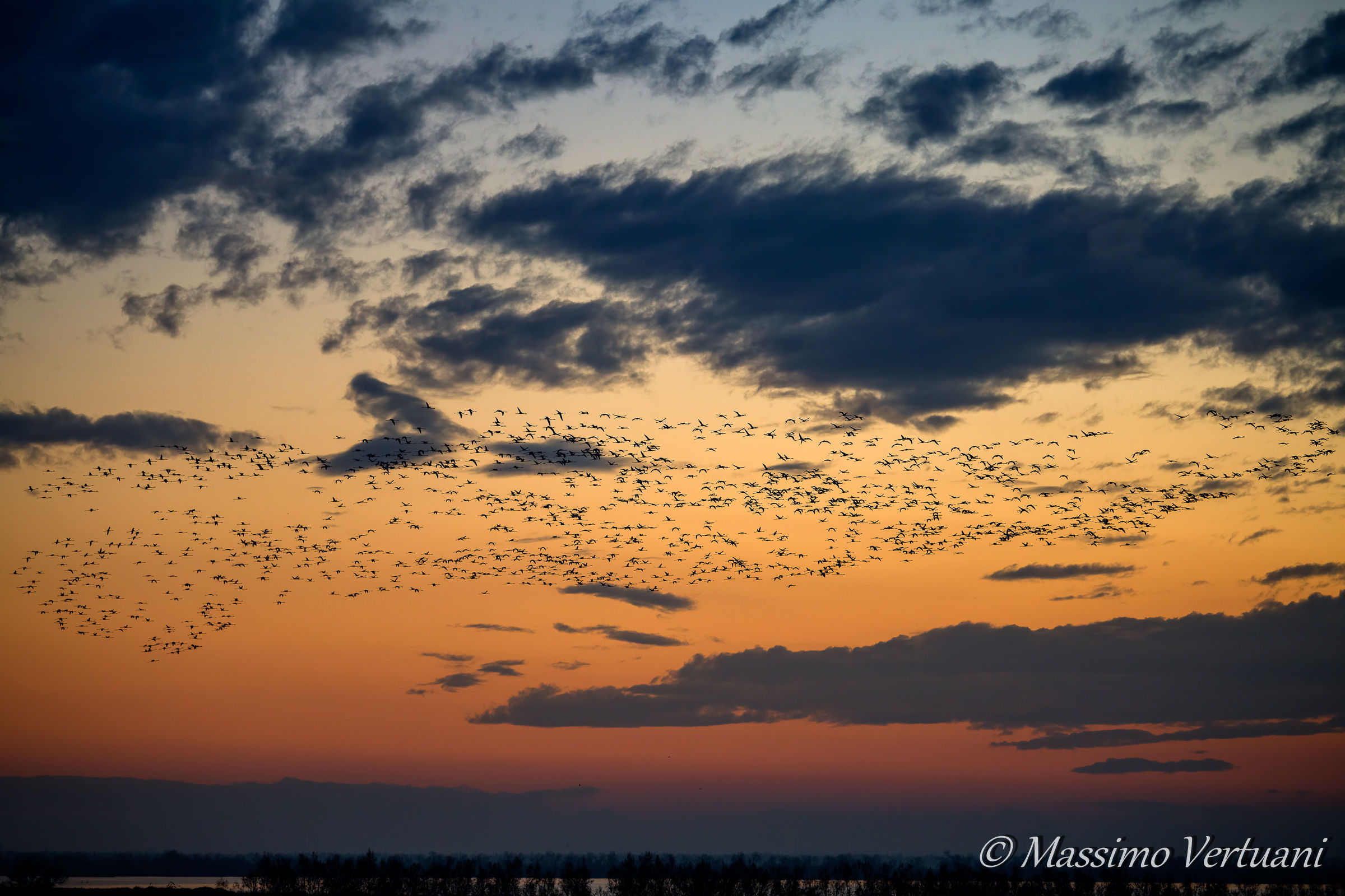 Flamingos at sunset