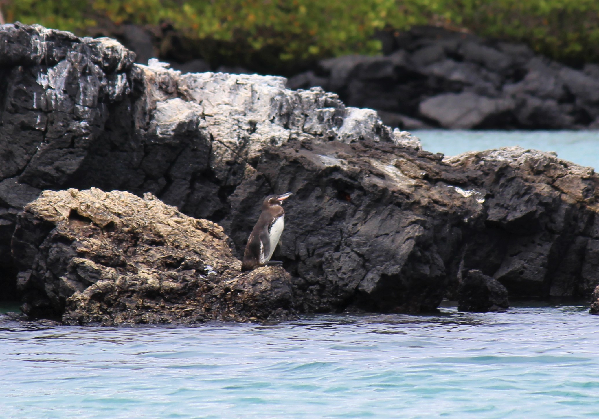 pinguino delle galapagos