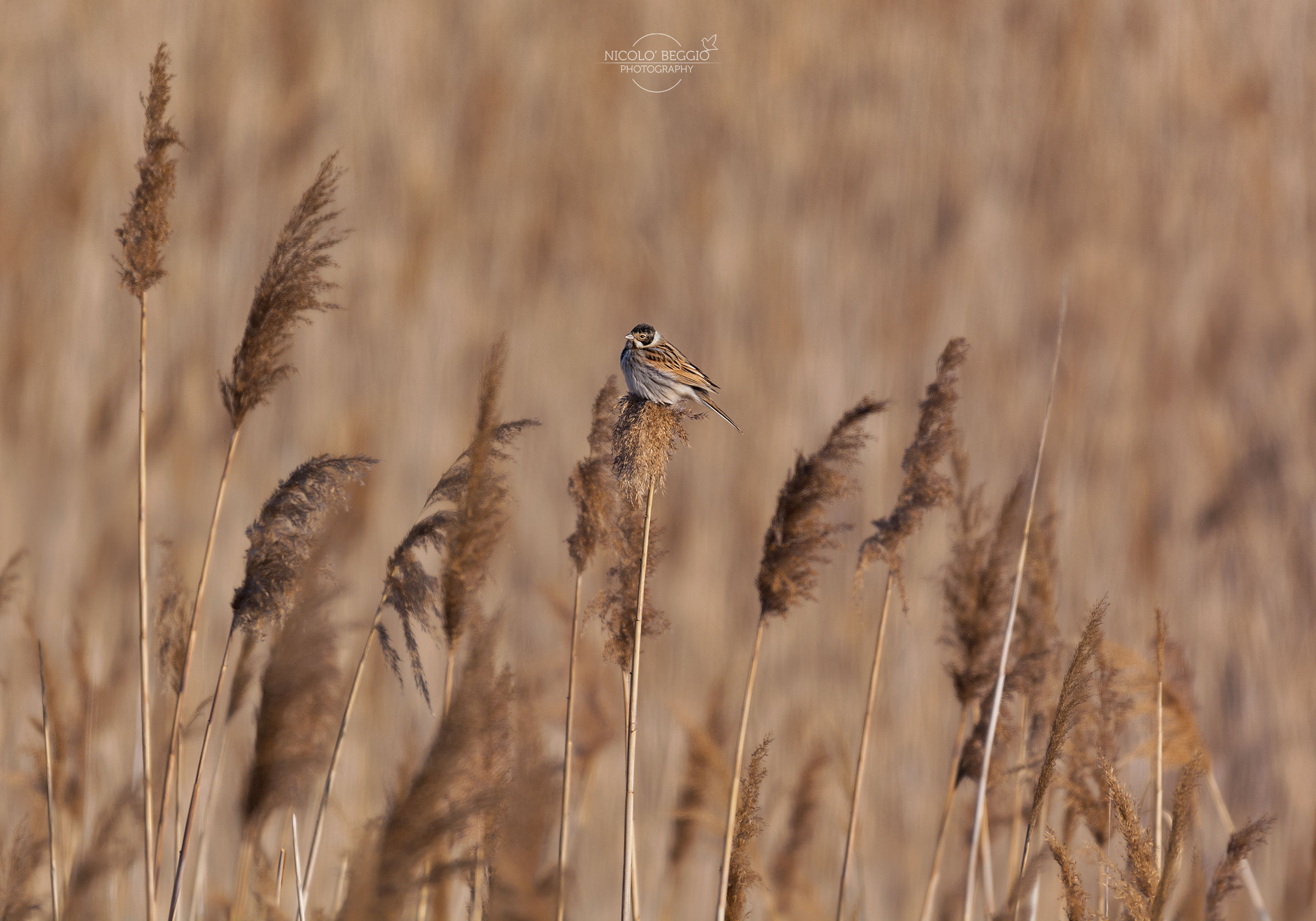 Landscape with Migliarino