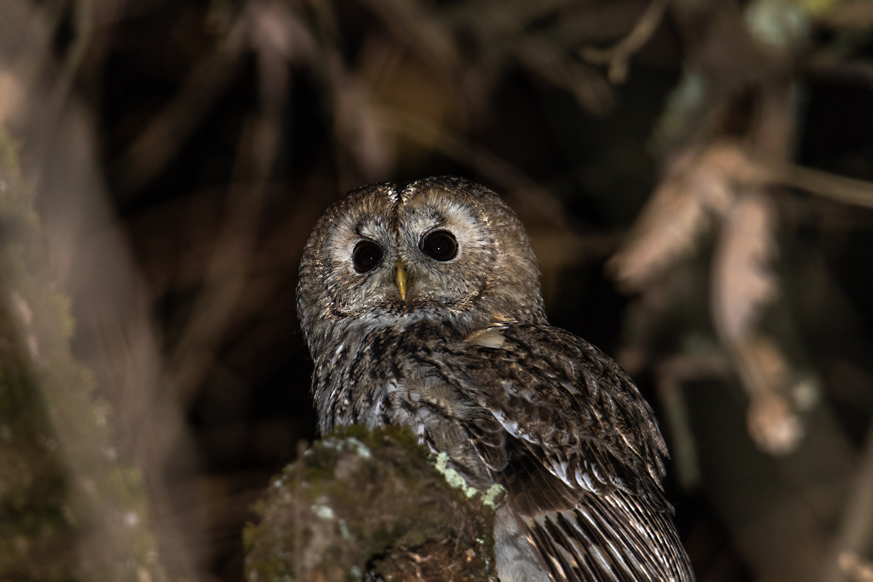 Tawny Owl