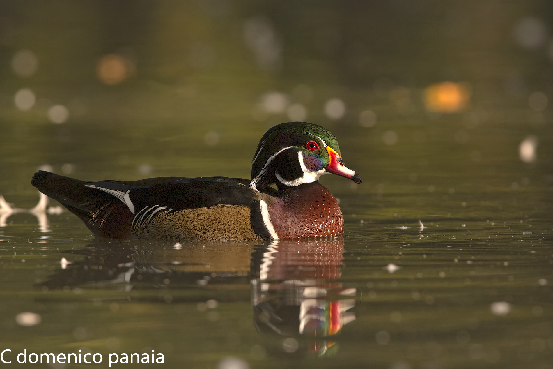 Hooray The Bridegroom