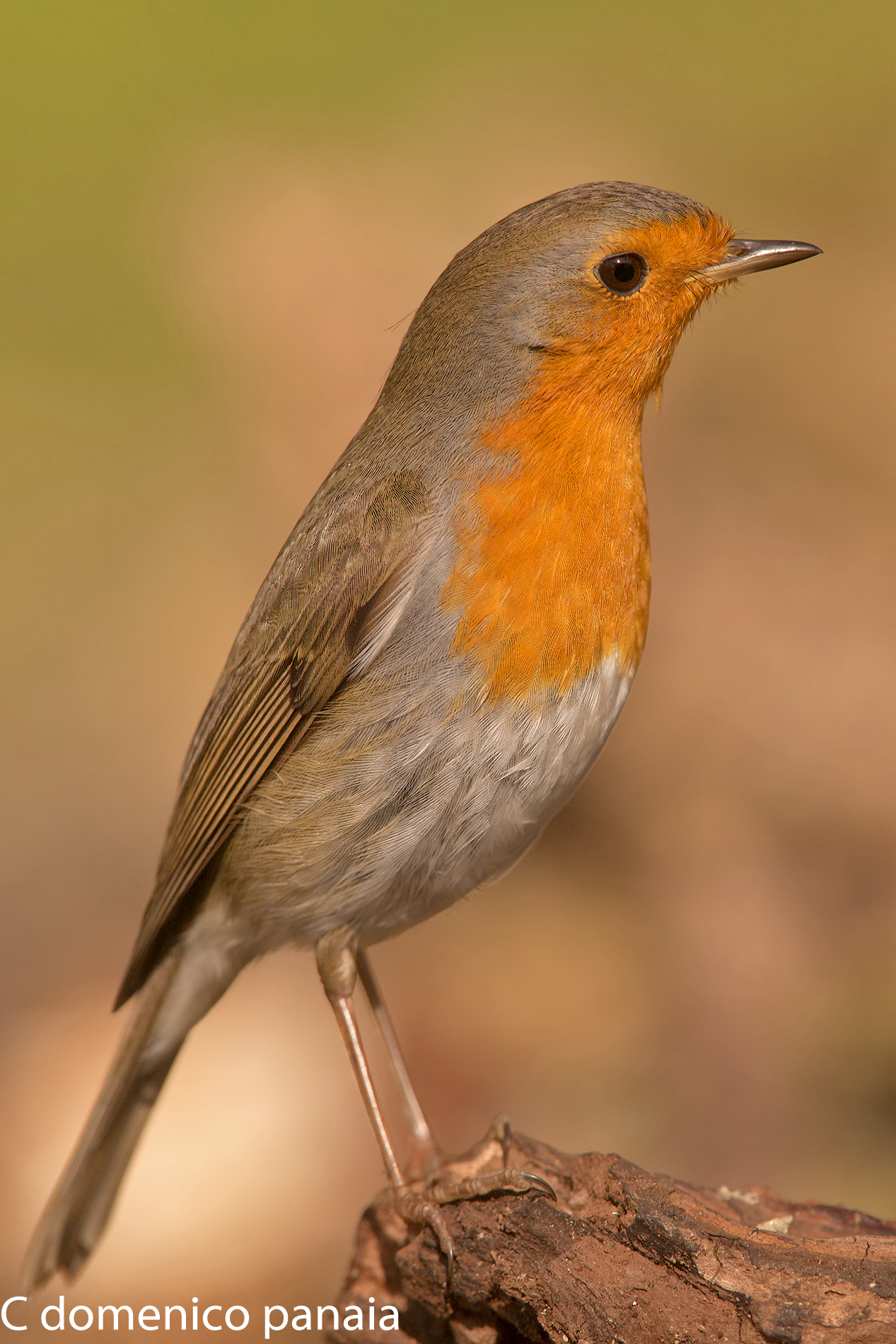 figurina panini "pettirosso"