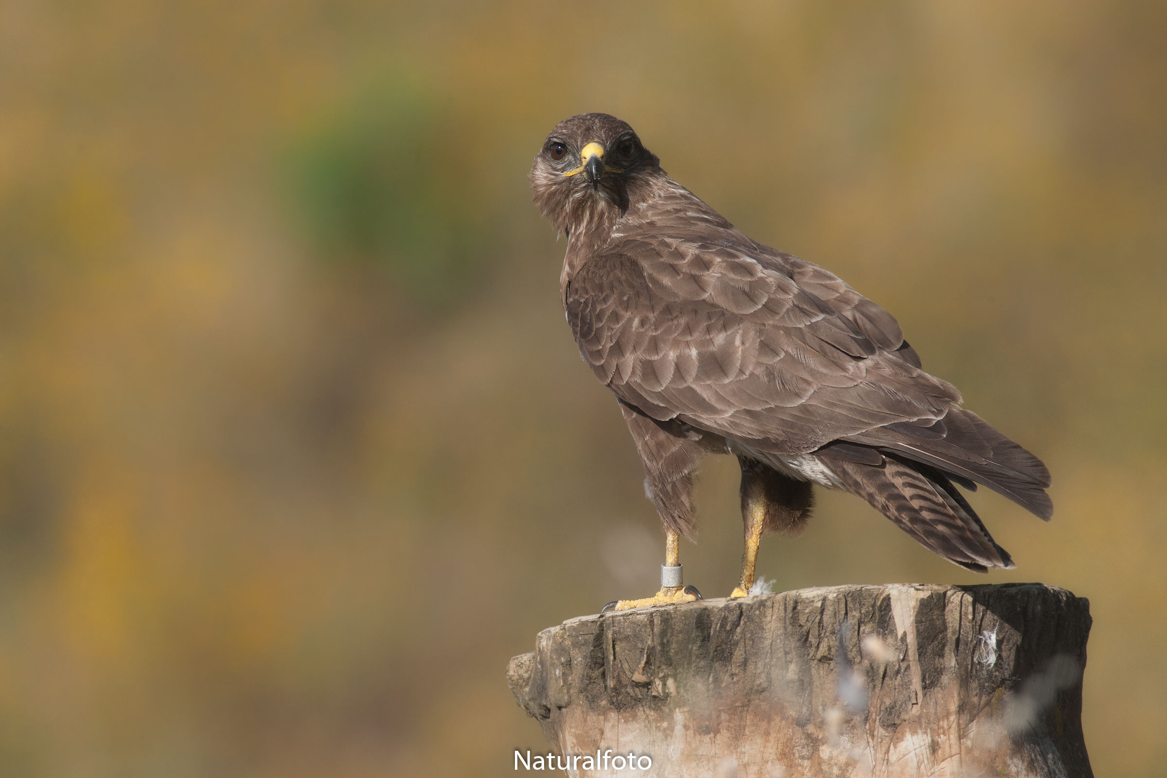 Poiana Buteo buteo