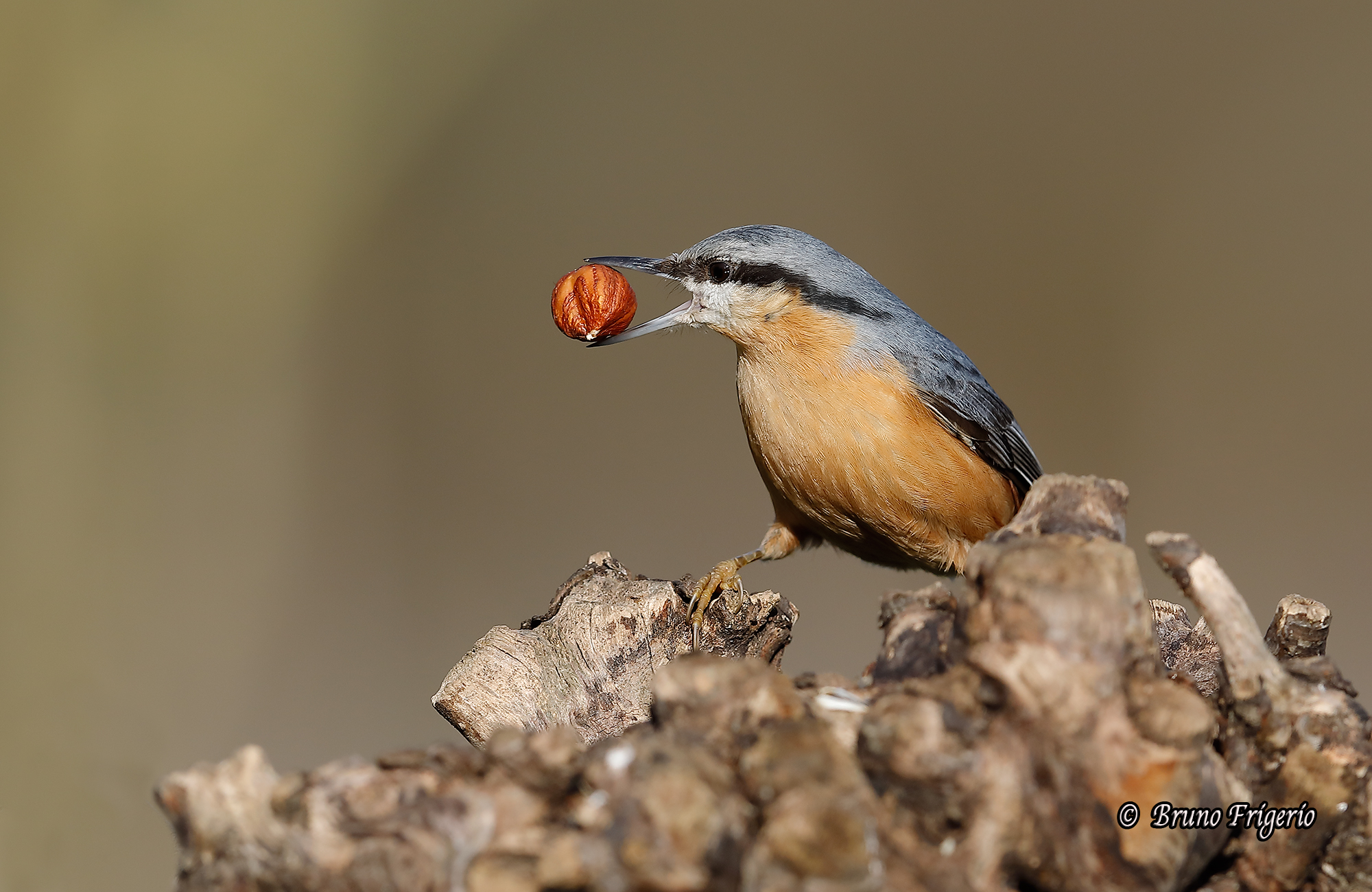 Nuthatch