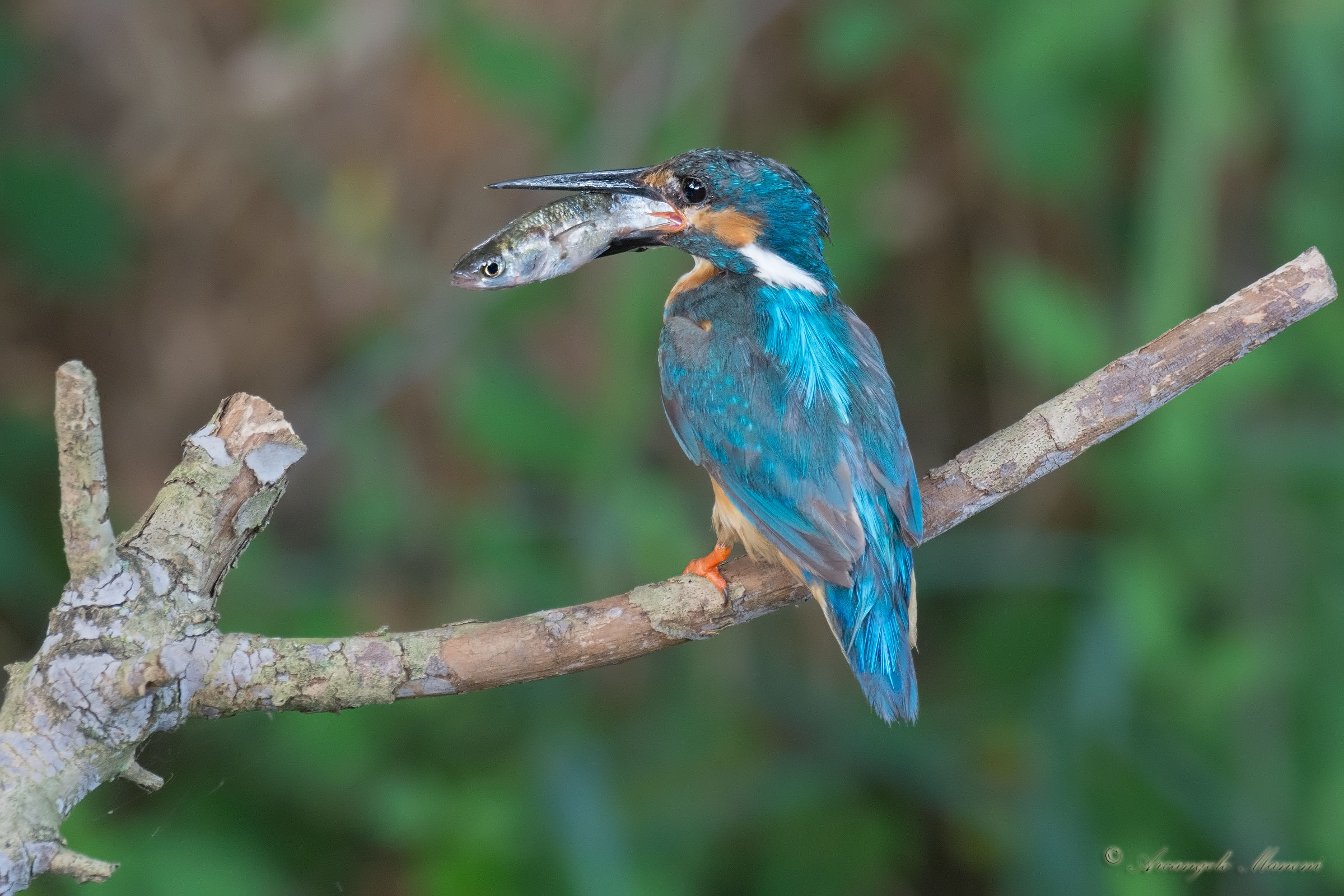 Una preda fuorimisura