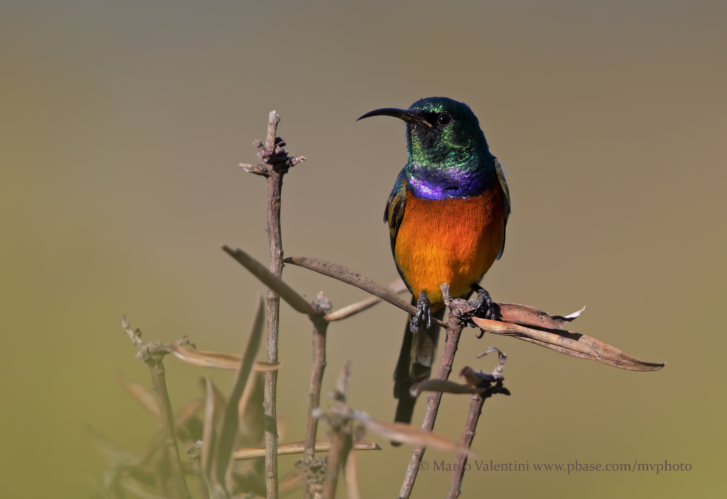 Nettarinia Ventrearancio